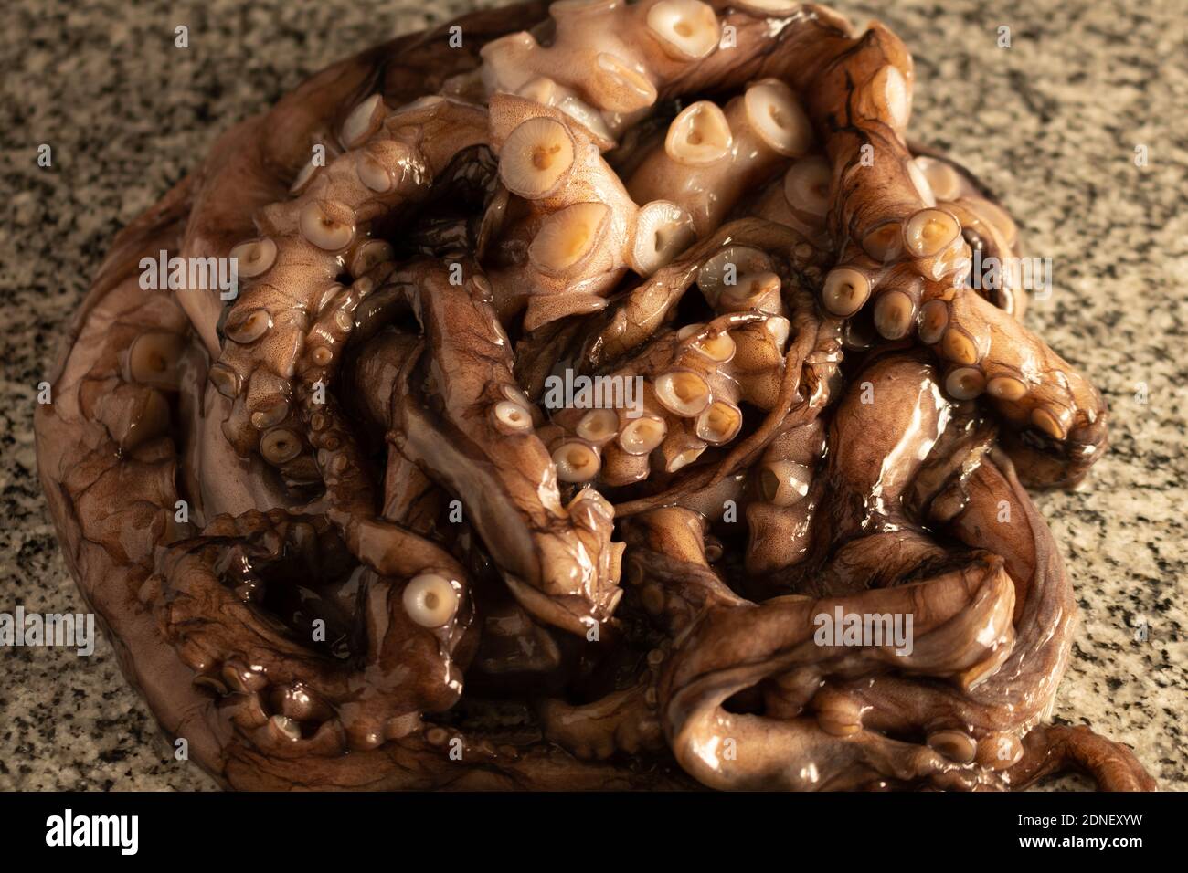 Kleine Krake auf Granitplatte. Stockfoto