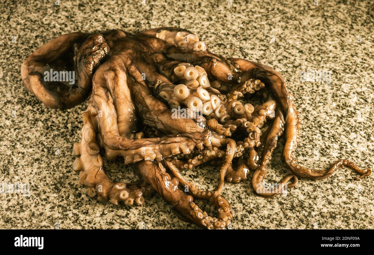 Kleine Krake auf Granitplatte. Stockfoto