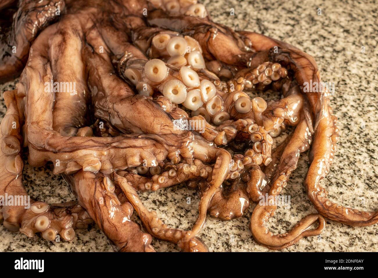Kleine Krake auf Granitplatte. Stockfoto