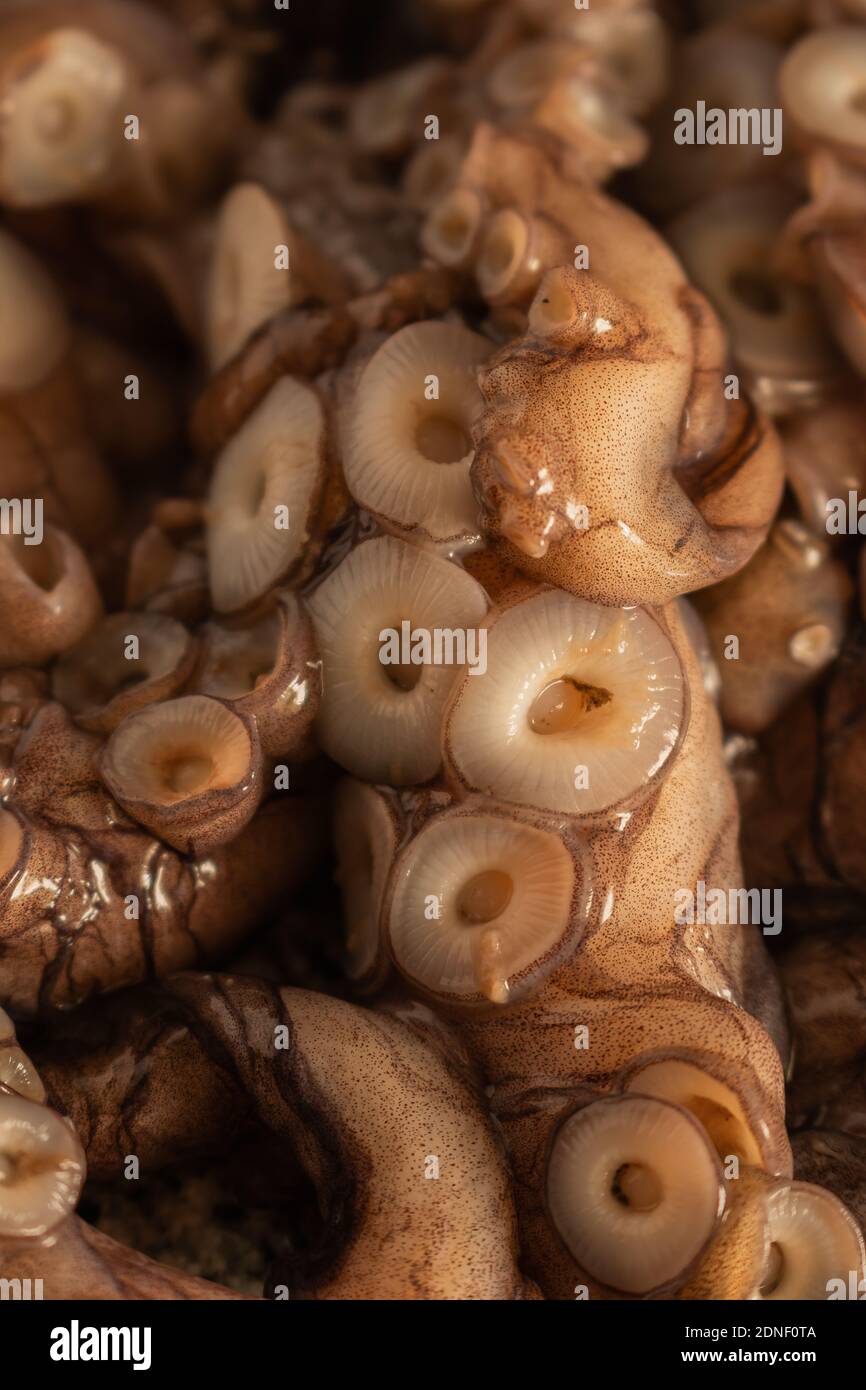 Nahaufnahme des Details der Tentakeln eines rohen Kraken. Protrait Bild. Stockfoto
