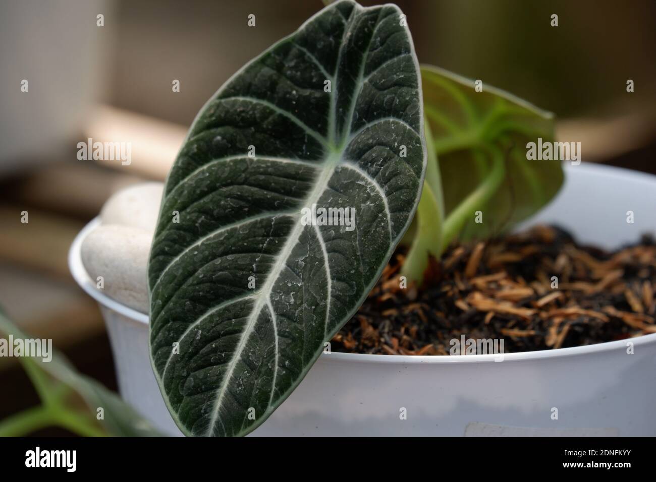 Caladium is a genus of flowering plants in the family Araceae. The common name elephant ear ( the closely related genera Alocasia, Colocasia, and Xant Stockfoto