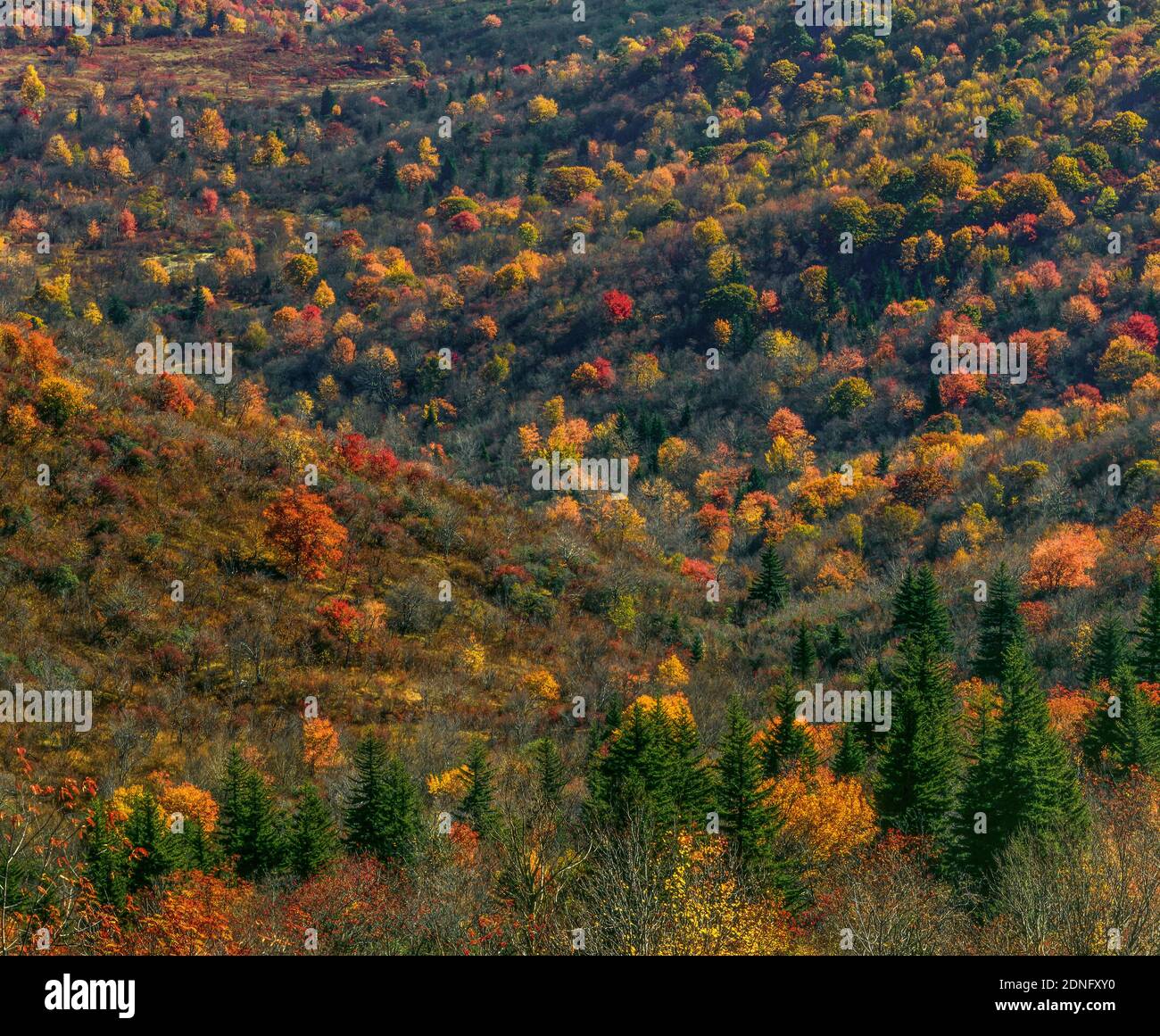 Herbst Farbe, Yellowstone Prong, Blue Ridge Parkway, Pisgah National Forest, North Carolina Stockfoto