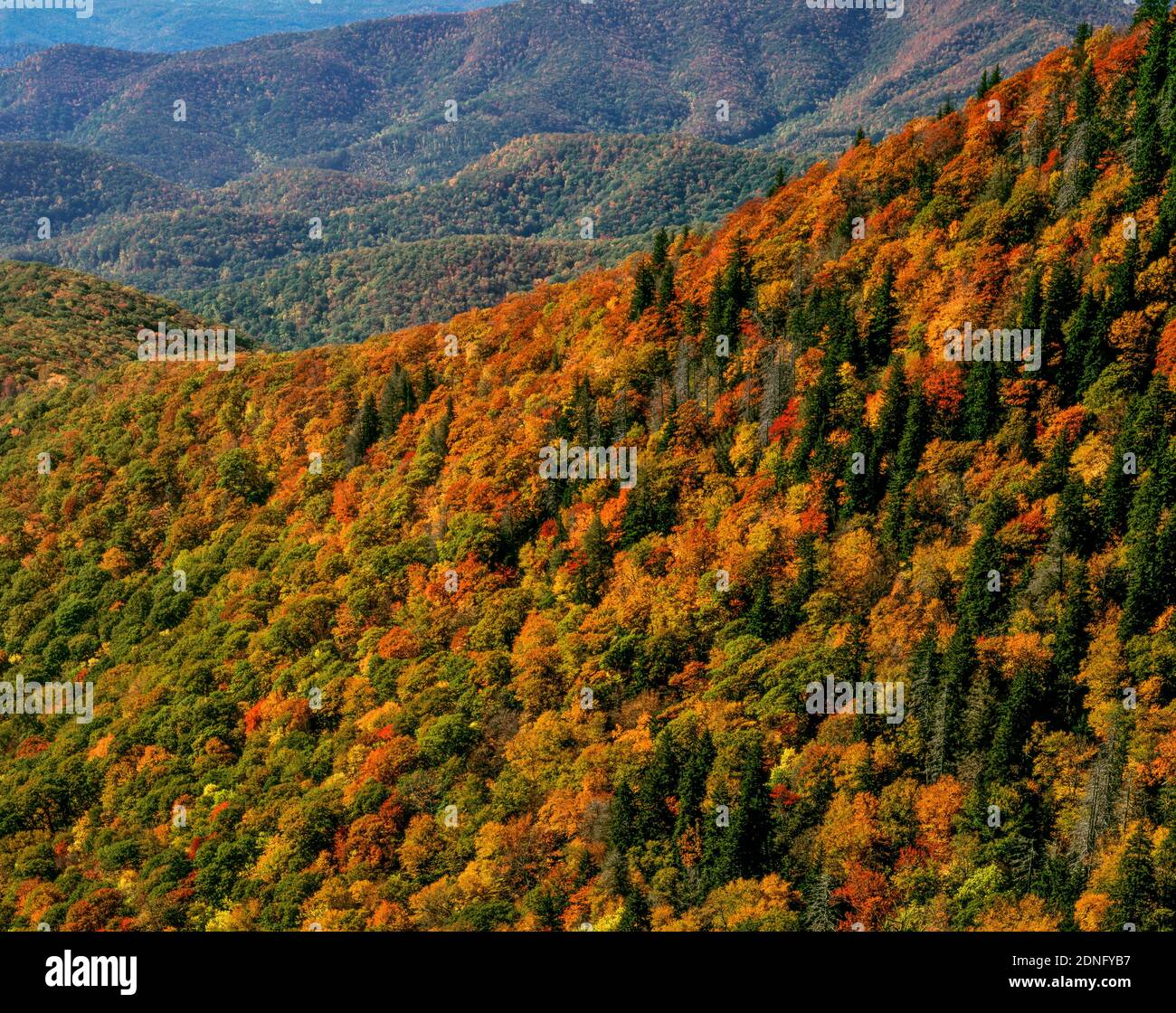 Herbstfarbe, Blue Ridge Parkway, Pisgah National Forest, North Carolina Stockfoto