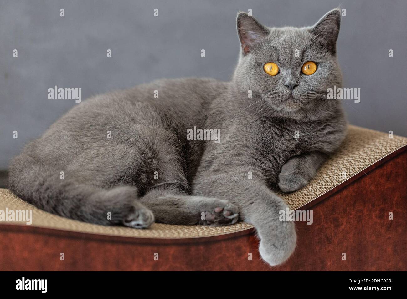 Graue Katze Mit Gelben Augen Graue katze mit gelben augen -Fotos und -Bildmaterial in hoher