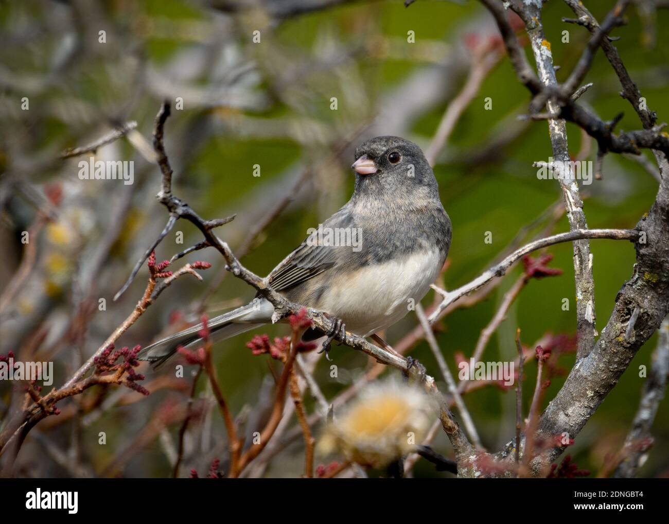 Dunkeläugige Junco - Junco hyemalis - auf einem Ast Stockfoto