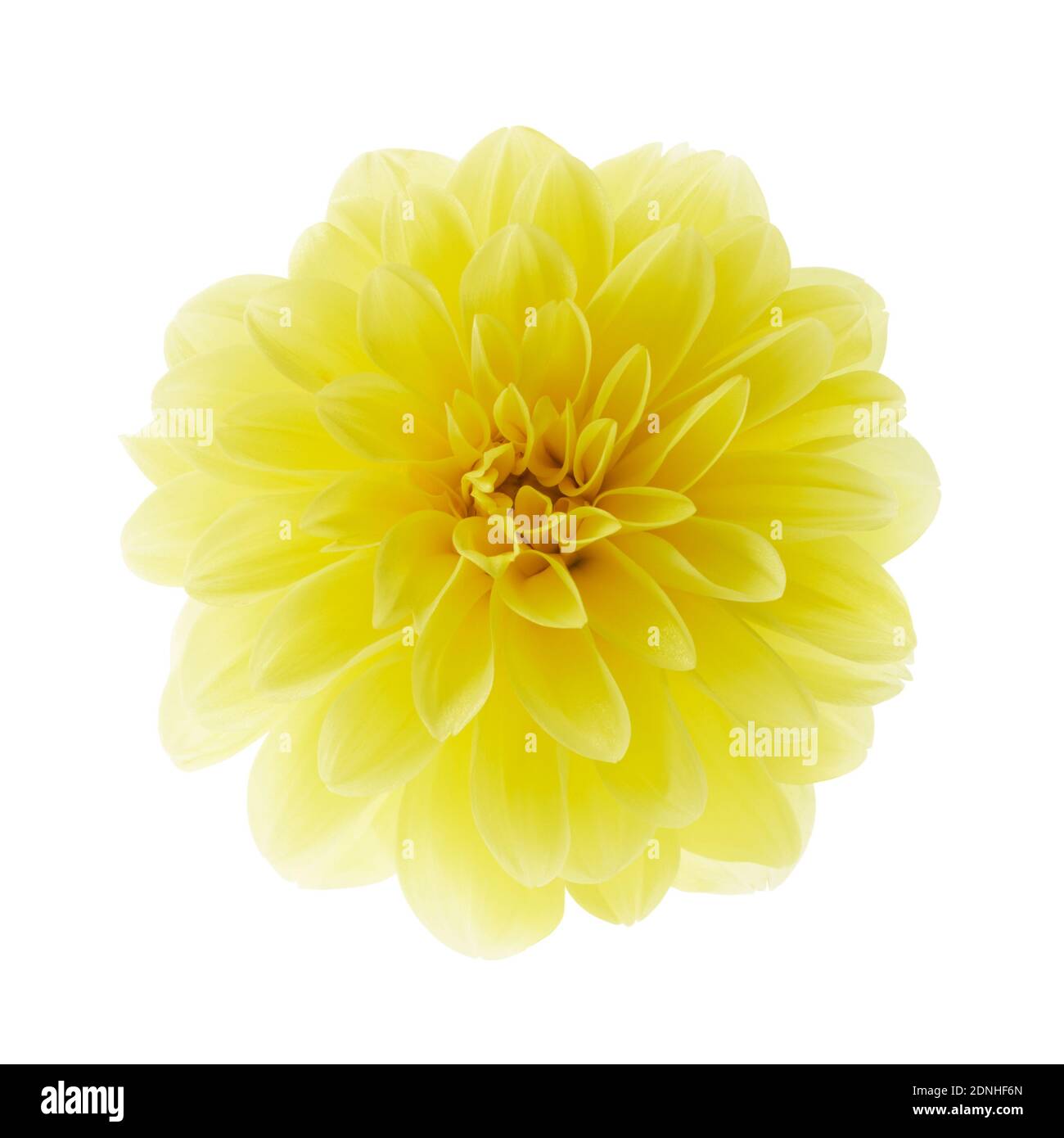 Gelbe Dahlia Blume isoliert auf weißem Hintergrund Stockfoto