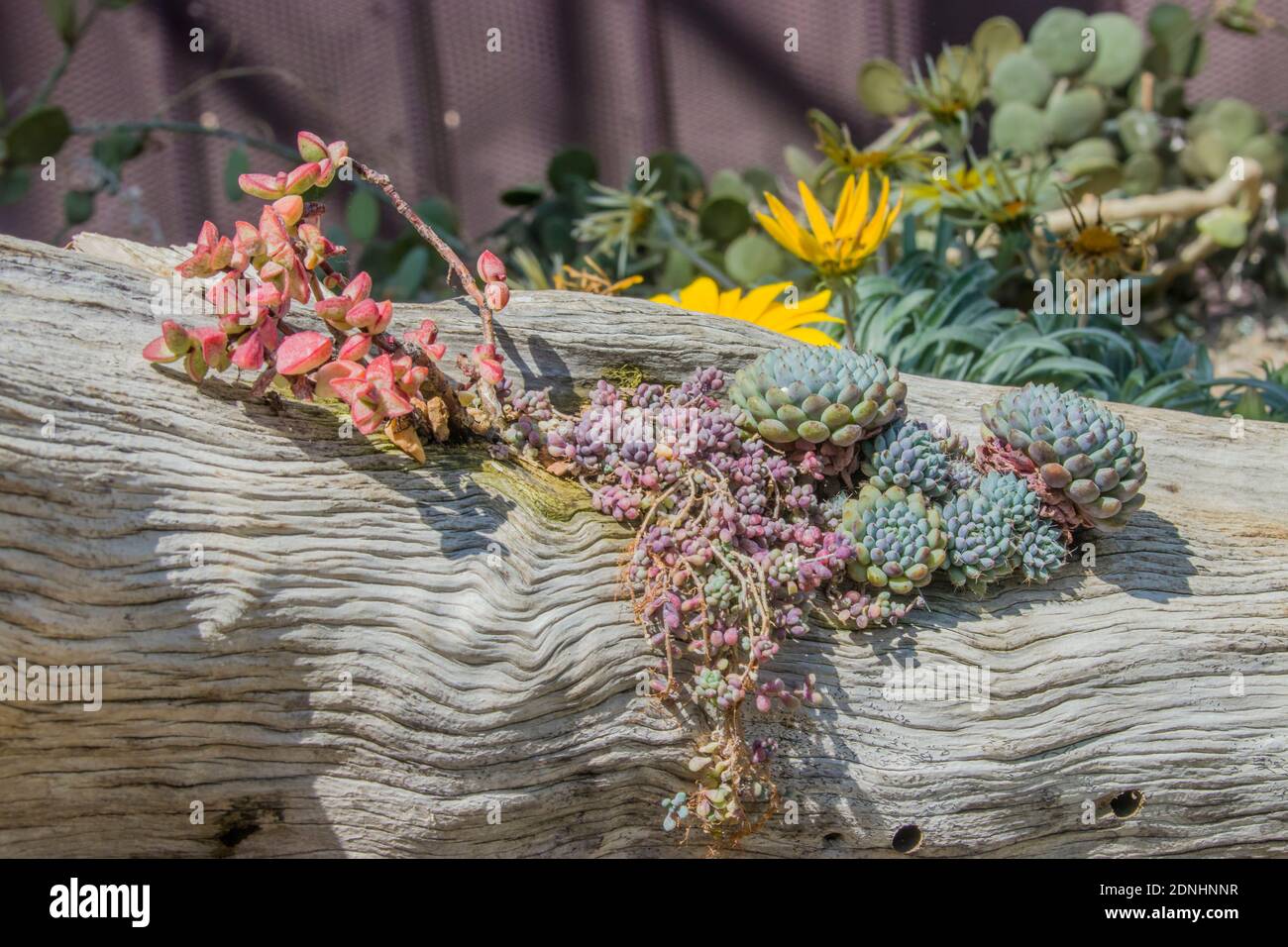 Es gibt eine Menge von saftigen Pflanzen in Flower Dome im Garten an