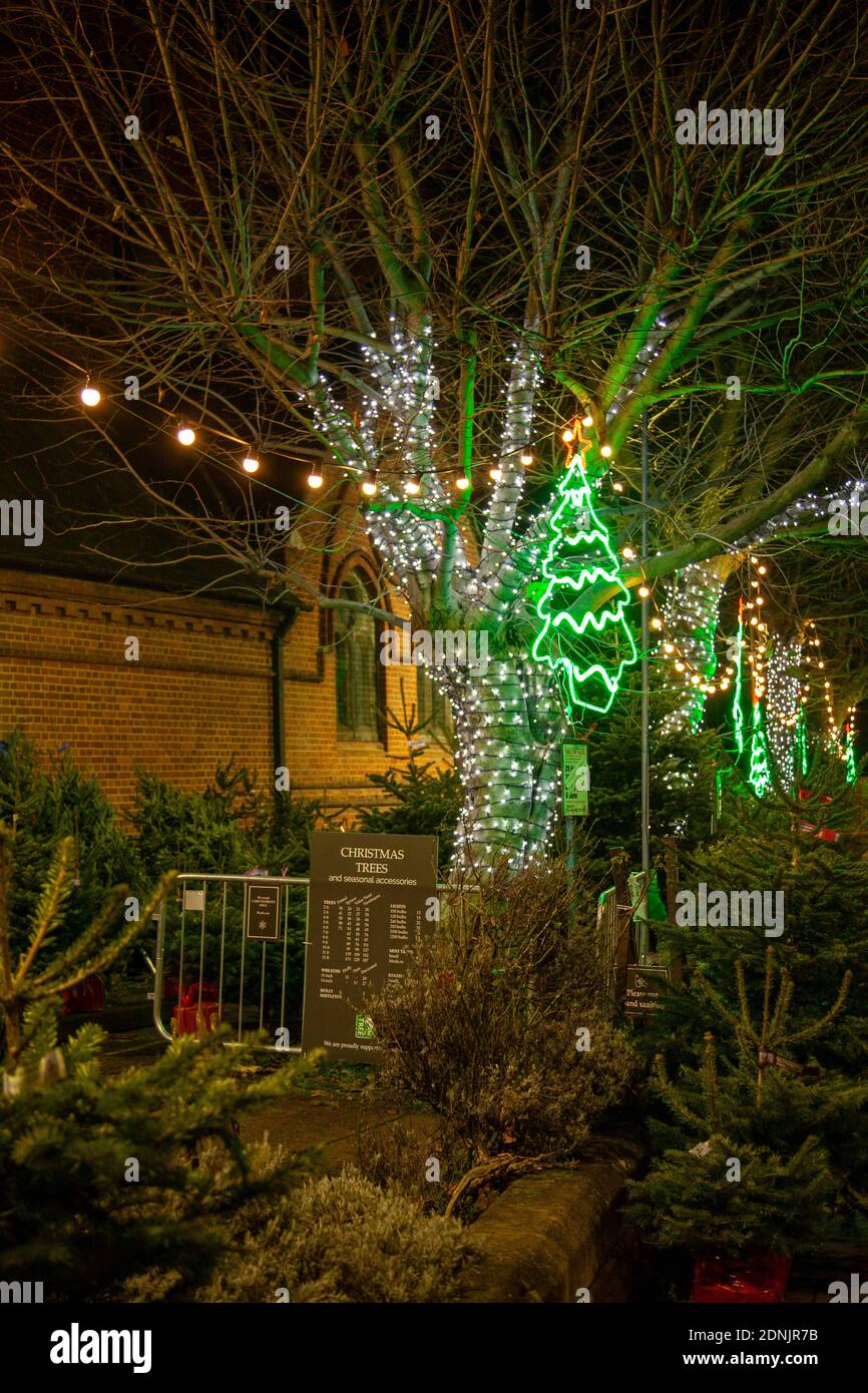 Weihnachtsbäume zum Verkauf bei der Himmelfahrt des Herrn auf Lavender Hill in Battersea, London Großbritannien Stockfoto