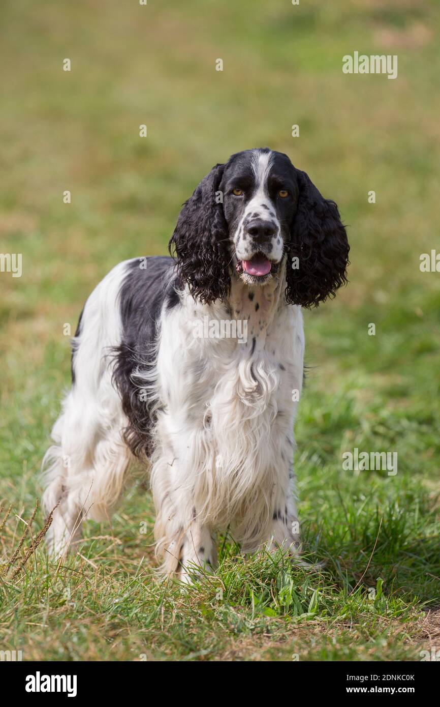 Ein englischer Springer Spaniel, der auf einer Wiese steht. Deutschland Stockfoto