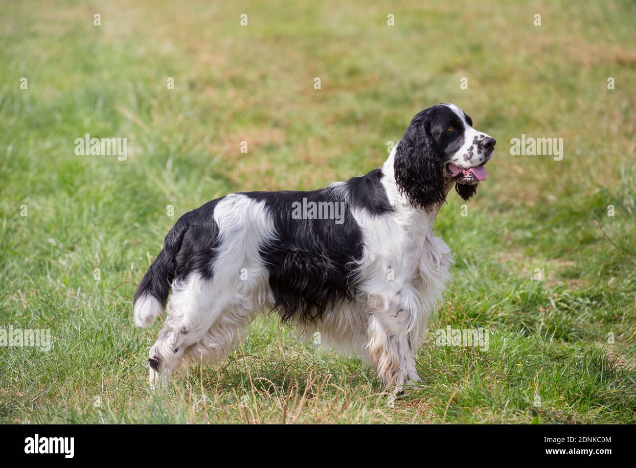 Ein englischer Springer Spaniel, der auf einer Wiese steht. Deutschland Stockfoto