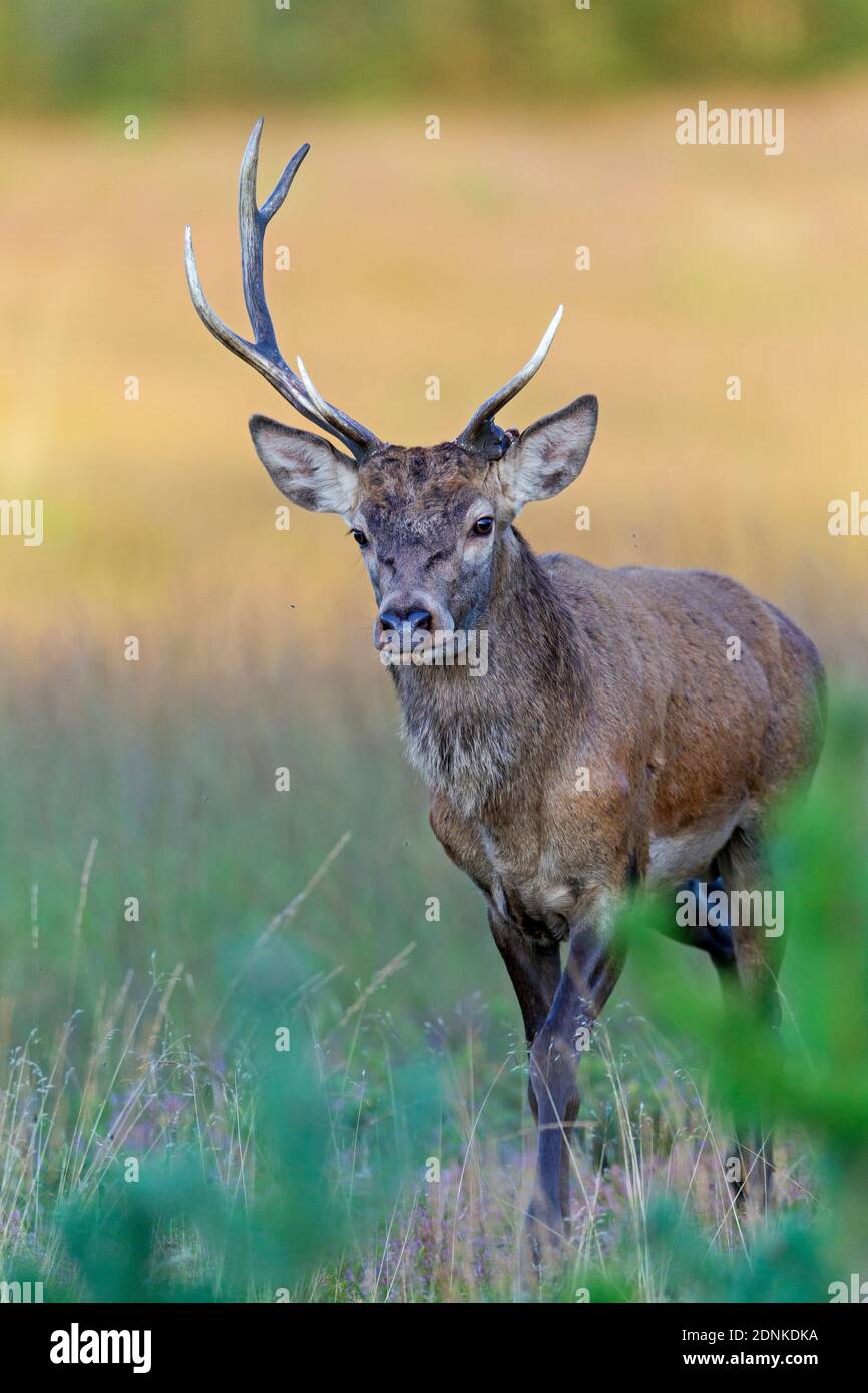 Rothirsch (Cervus elaphus). Hirsch mit abgebrochenem Geweih, der in der Heide läuft. Dänemark Stockfoto