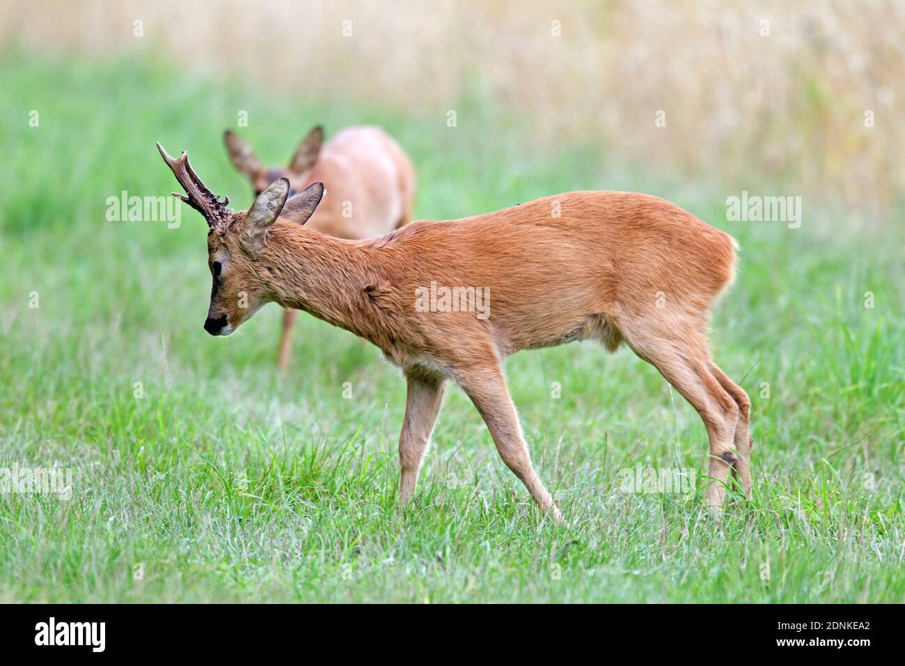 WESTERN Roe Deer (Capreolus capreolus). Ein Reh beeindruckt ein Reh in der Paarungszeit ...