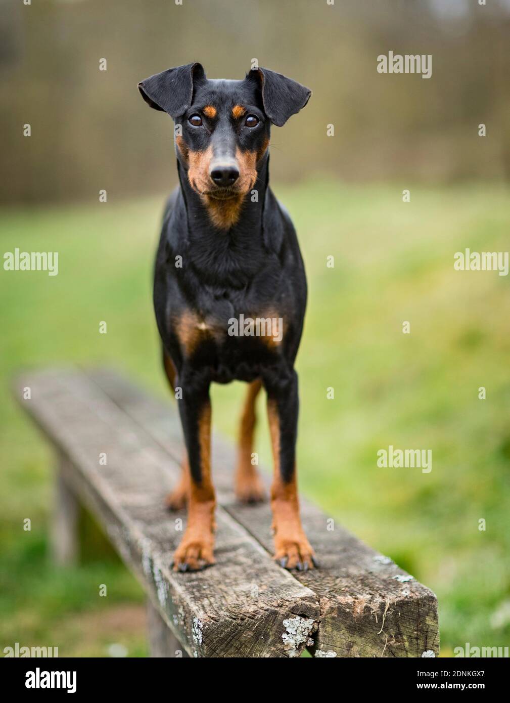 Deutscher Pinscher. Erwachsener Hund, der auf einer Holzbank steht. Deutschland... Stockfoto