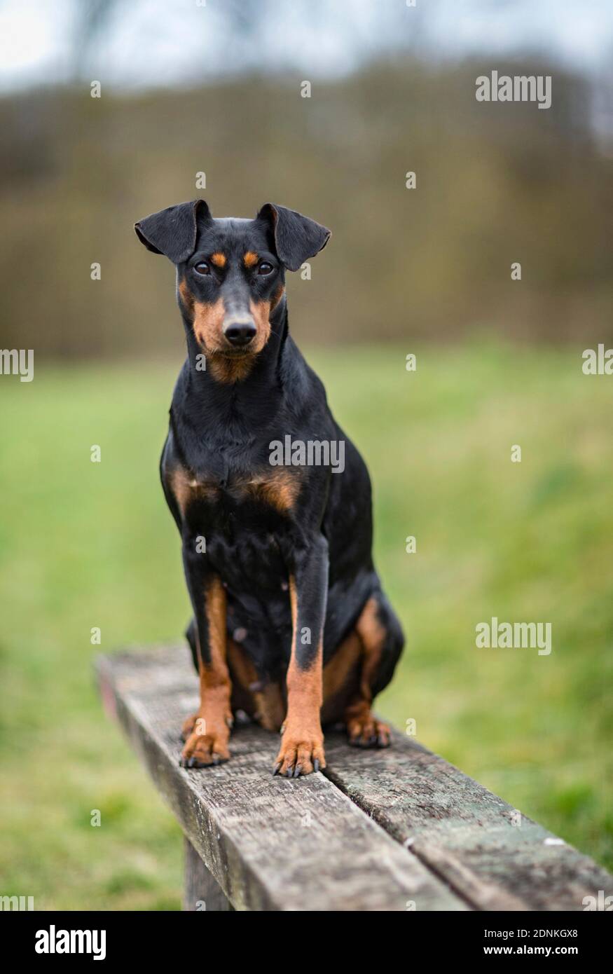 Deutscher Pinscher. Erwachsener Hund sitzt auf einer Holzbank. Deutschland... Stockfoto