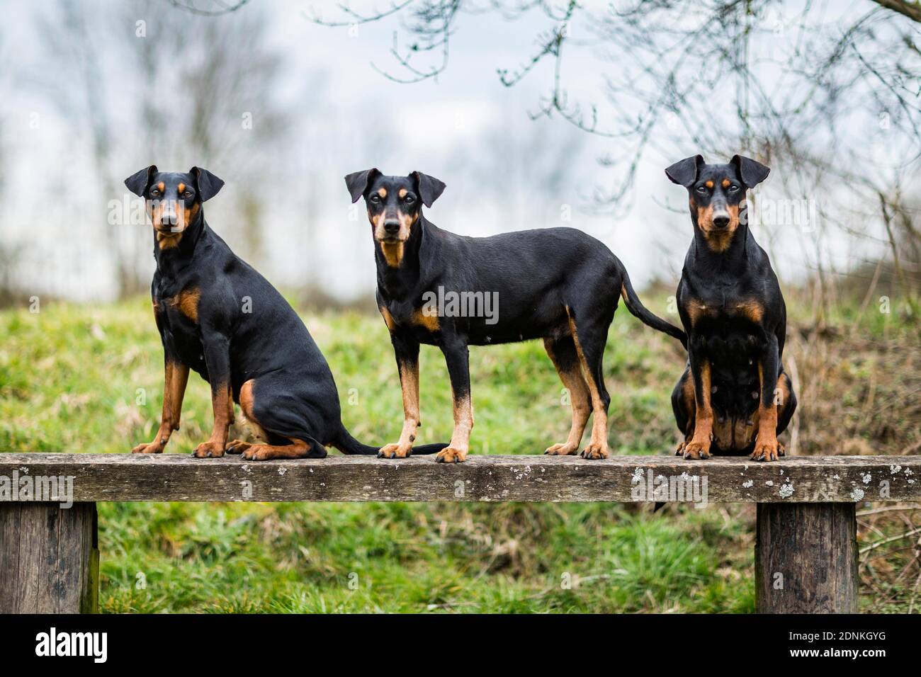 Deutscher Pinscher. Drei Erwachsene Hunde auf einer Holzbank. Deutschland... Stockfoto