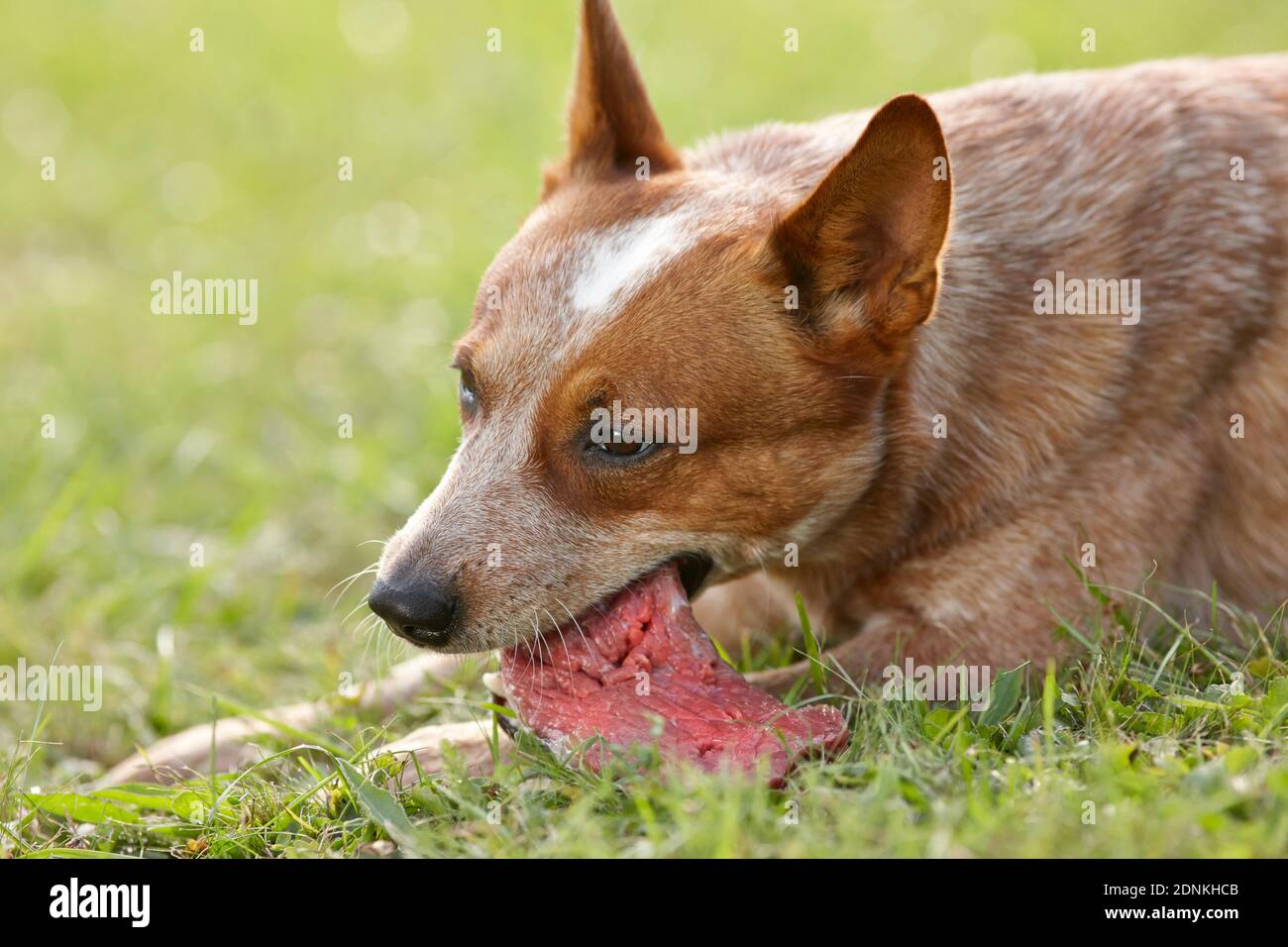 Australischer Rinderhund. Ein ausgewachsener Hund liegt im Gras und kaut auf frischem rohem Fleisch. Deutschland Stockfoto