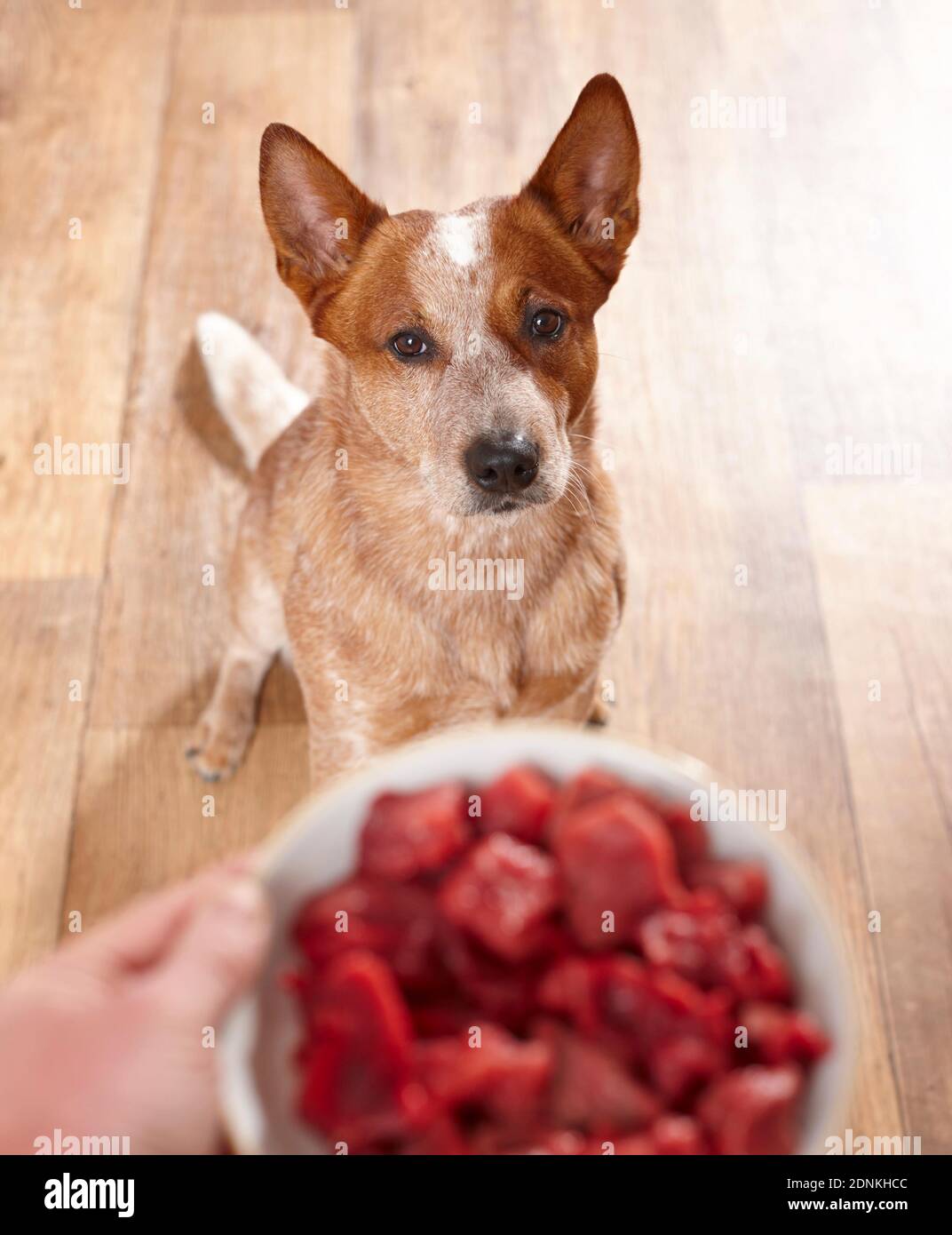 Australischer Rinderhund. Ein sitzender Hund erwartet sein Futter, eine Schüssel mit frischem rohem Fleisch. Deutschland Stockfoto
