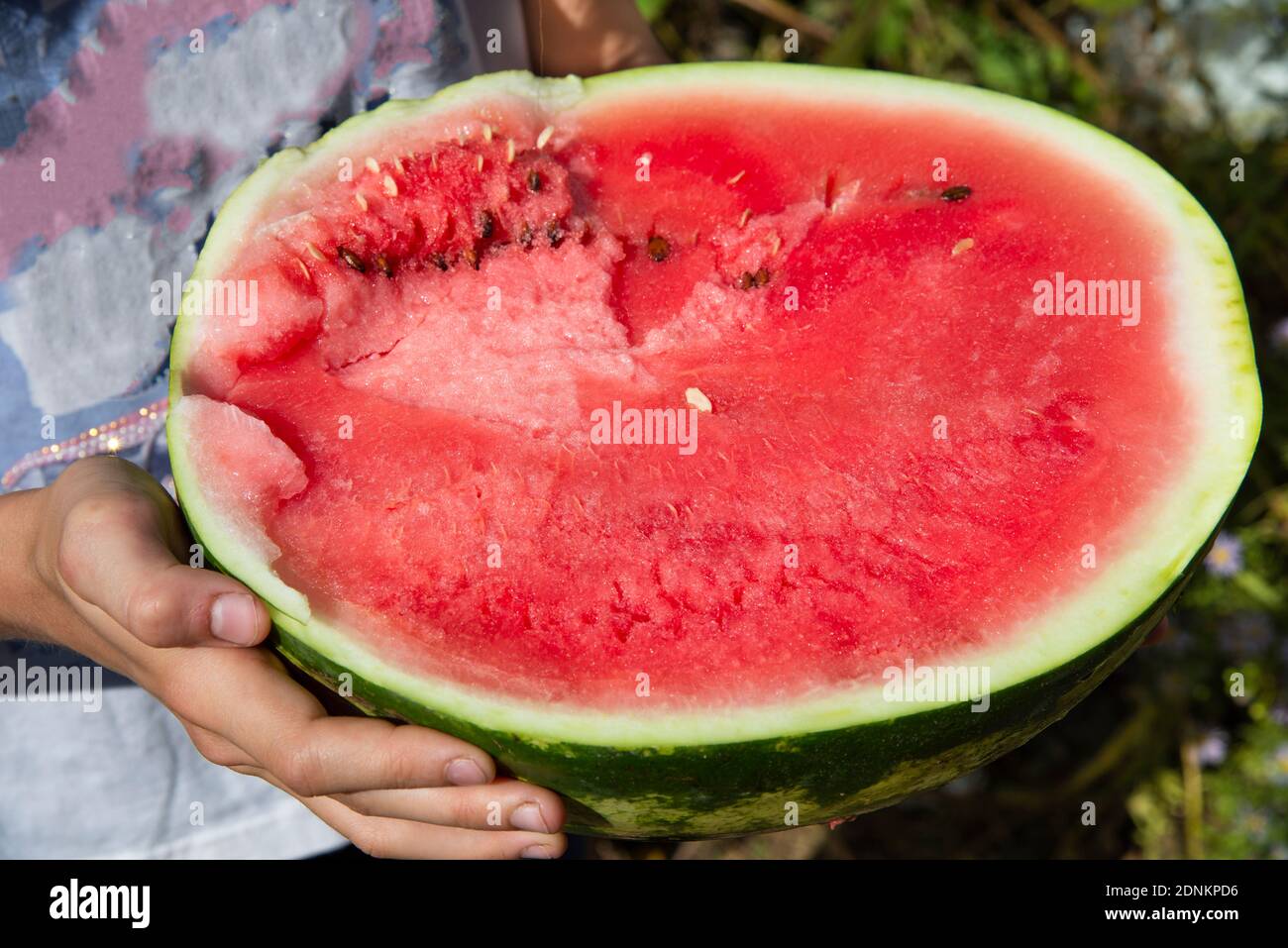 Eine große rote Wassermelone in Kinderhänden. Das Konzept der gesunden Ernährung Stockfoto
