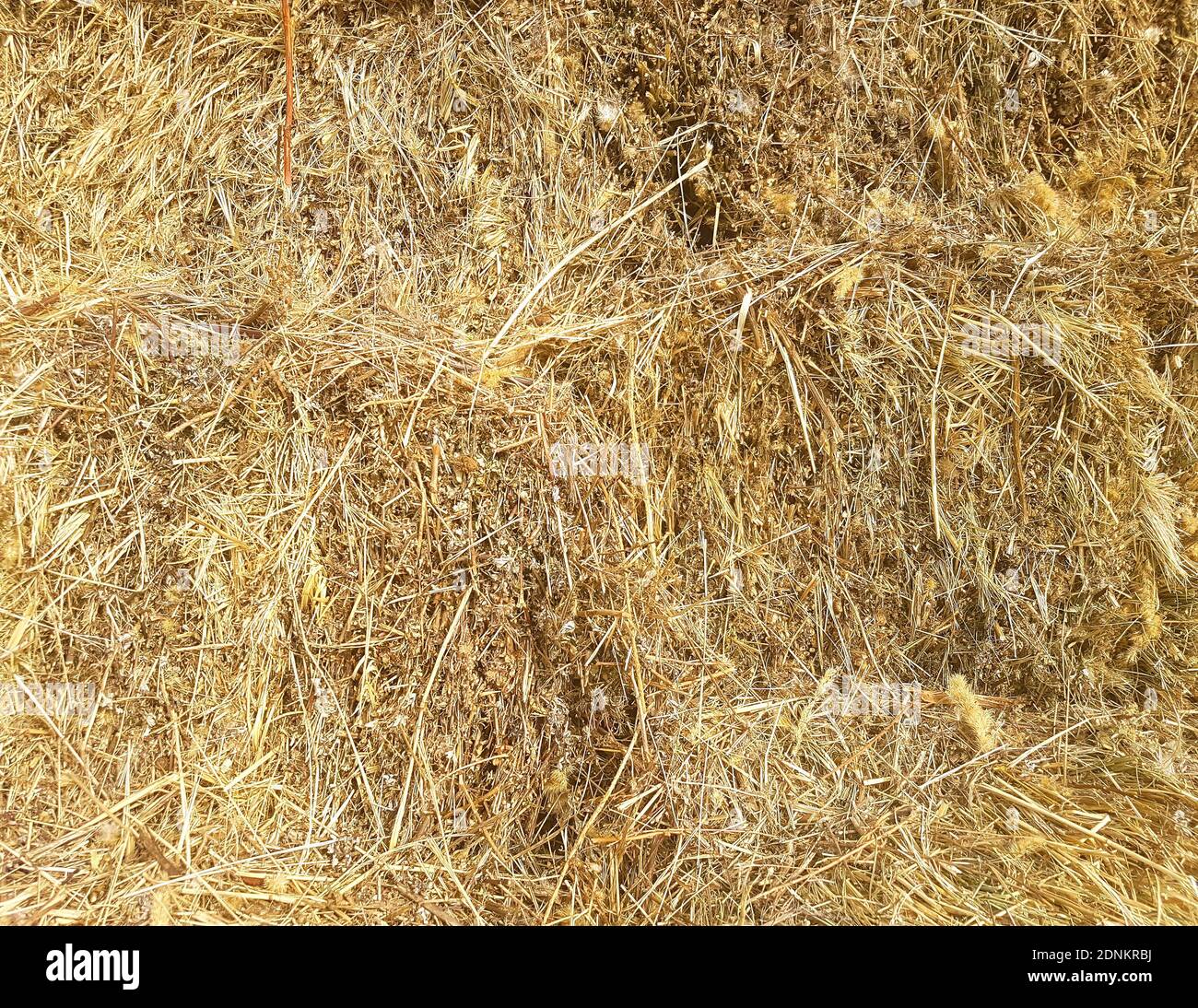 Trockenes Stroh Hintergrund Nahaufnahme Stockfoto