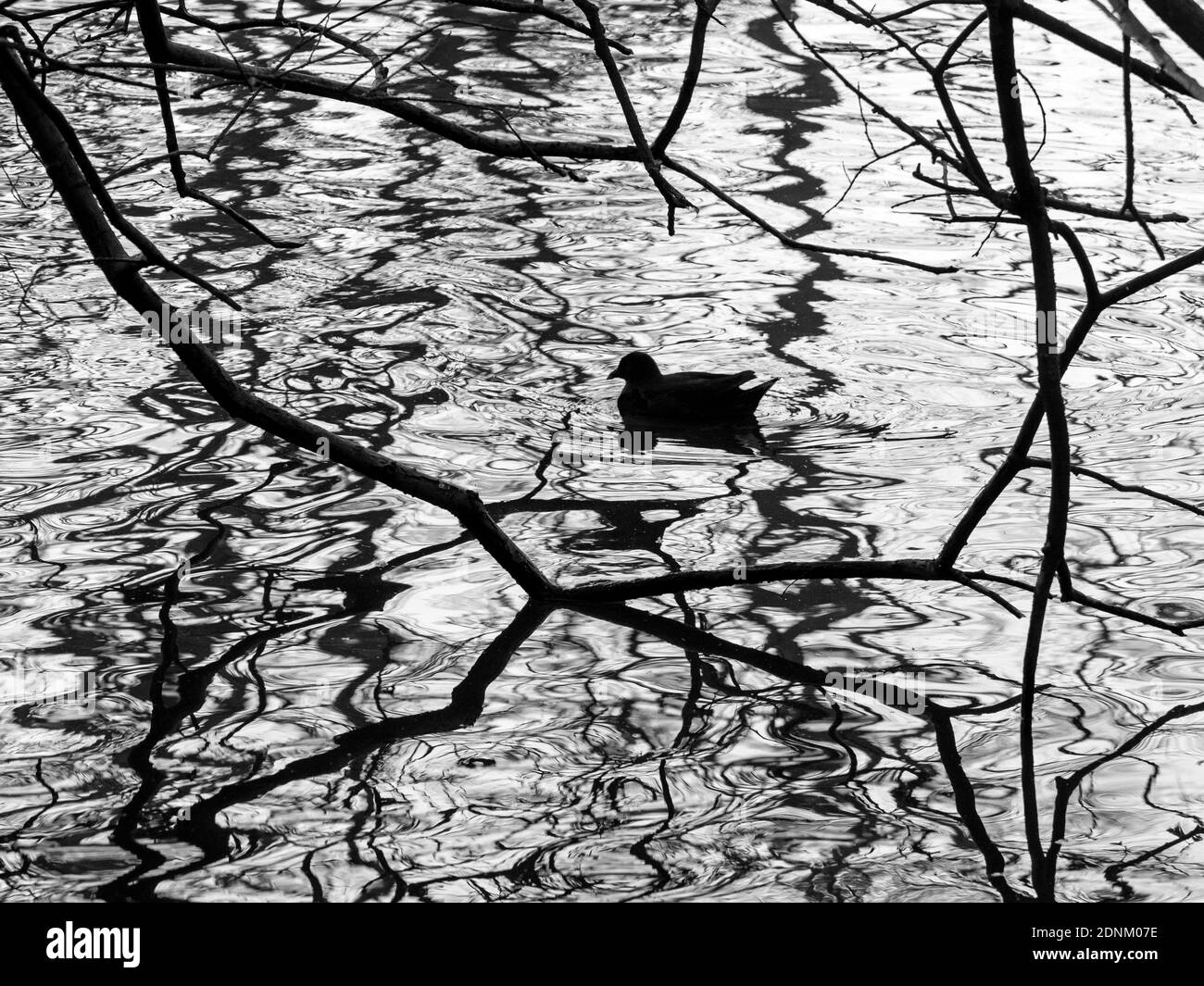Moorhen Gallinula chloropus am Winterabend kurz vor dem Aufbruch Die Nacht in Sicherheit von Bäumen am Wasser Norfolk Stockfoto