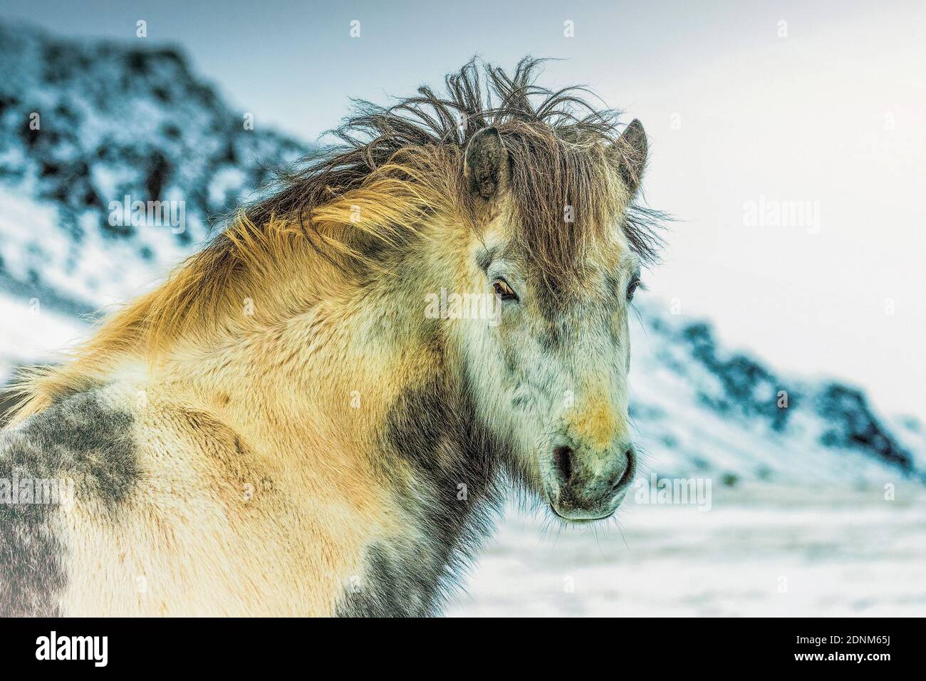 isländisches weißes Pferd Stockfoto