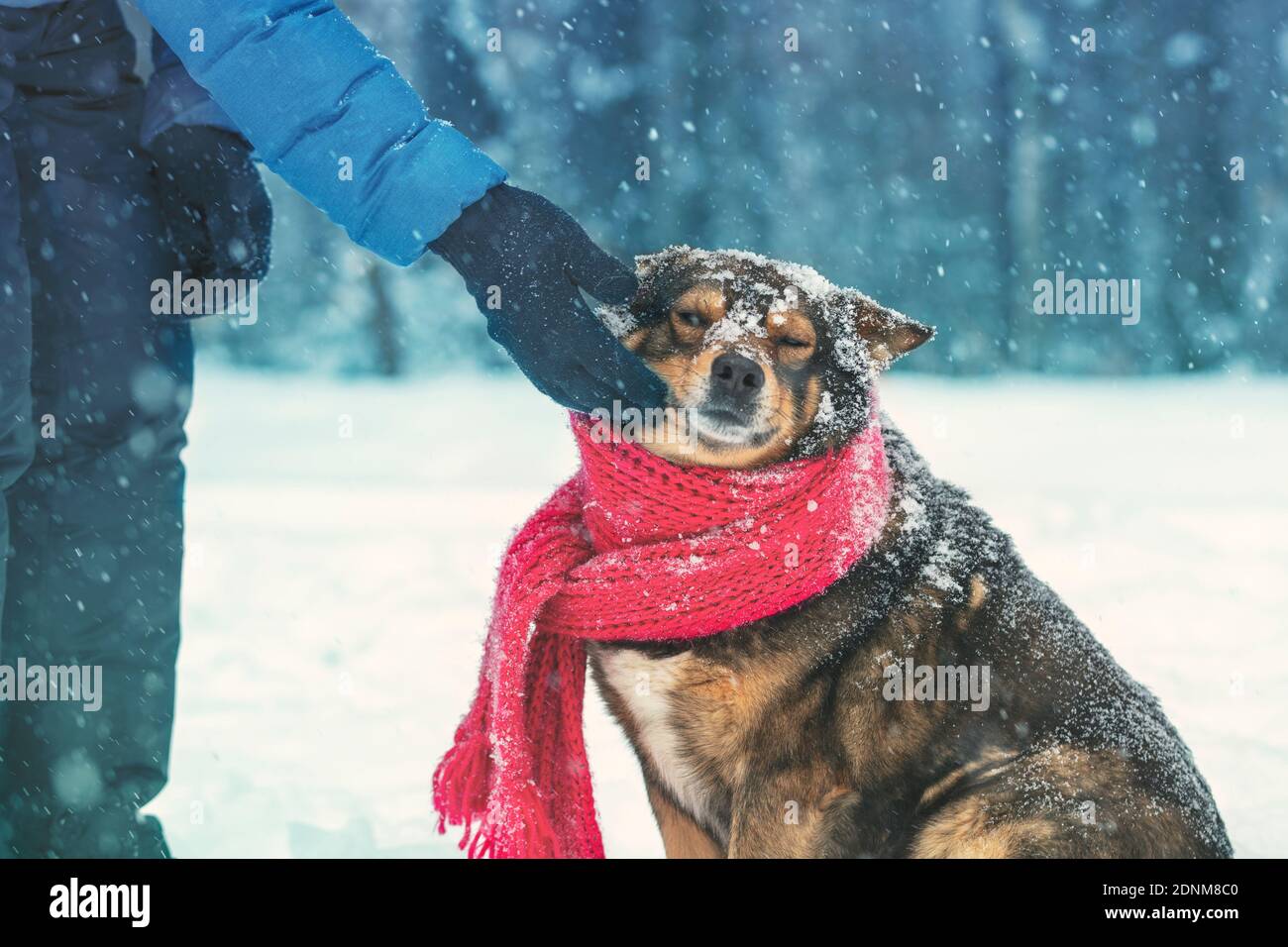 Mann und Hund im Freien im Winter verschneiten Wald. Mann, der im kalten Winter einen Schal an einen Hund bindet Stockfoto