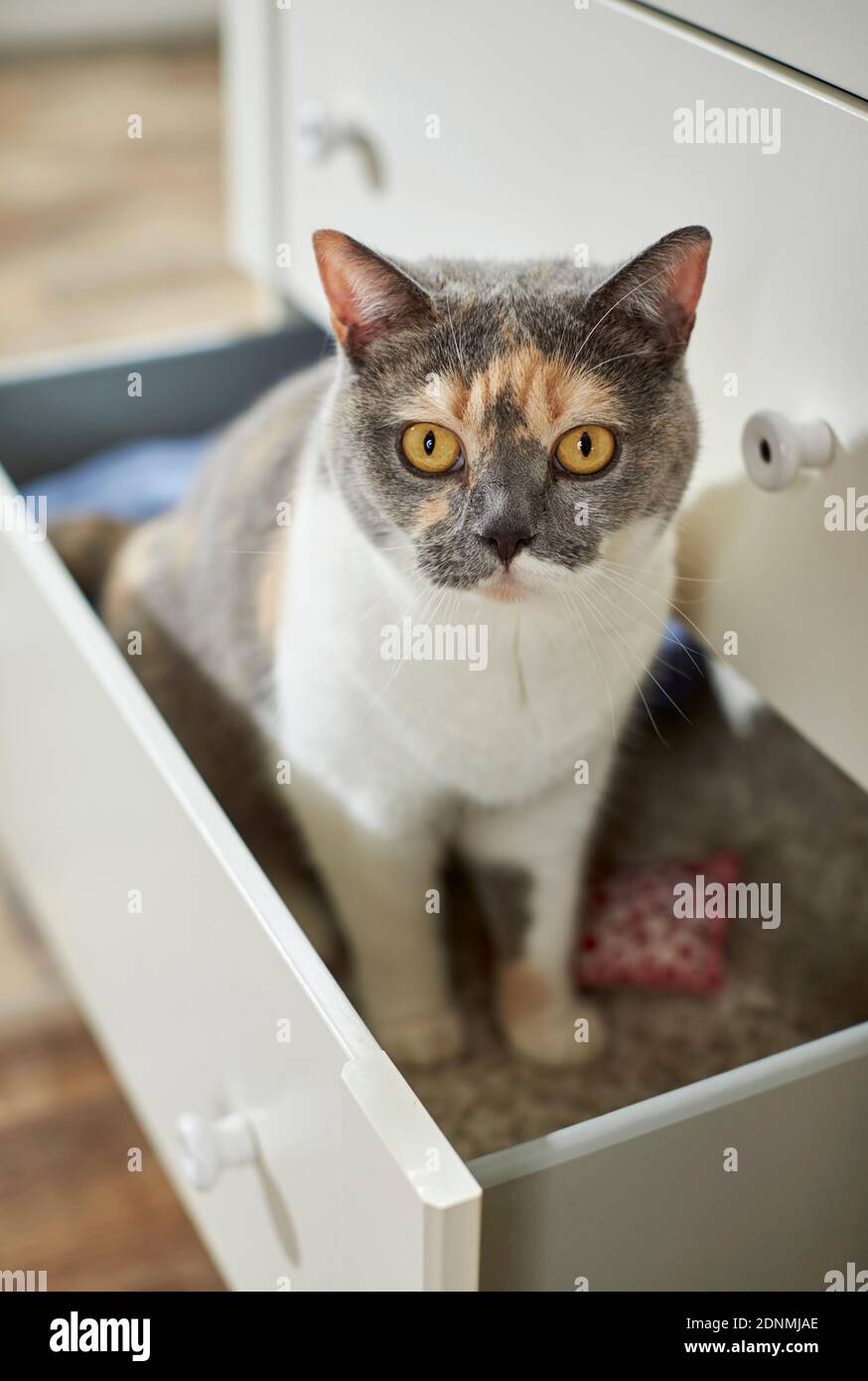 Britische Kurzhaar. Eine dreifarbige Katze sitzt in einer Schublade. Deutschland Stockfoto