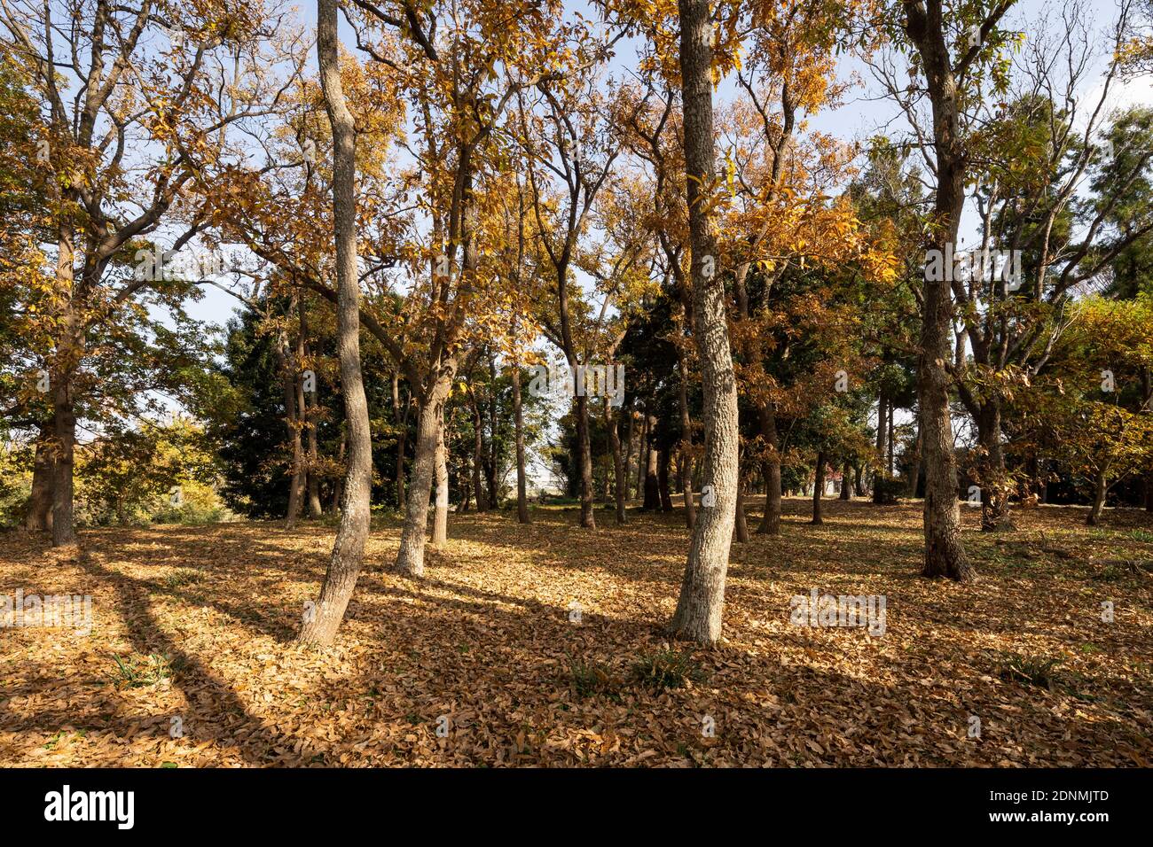Waldgebiet am 13. Dezember (Herbst), Stadt Isehara, Präfektur Kanagawa, Japan Stockfoto