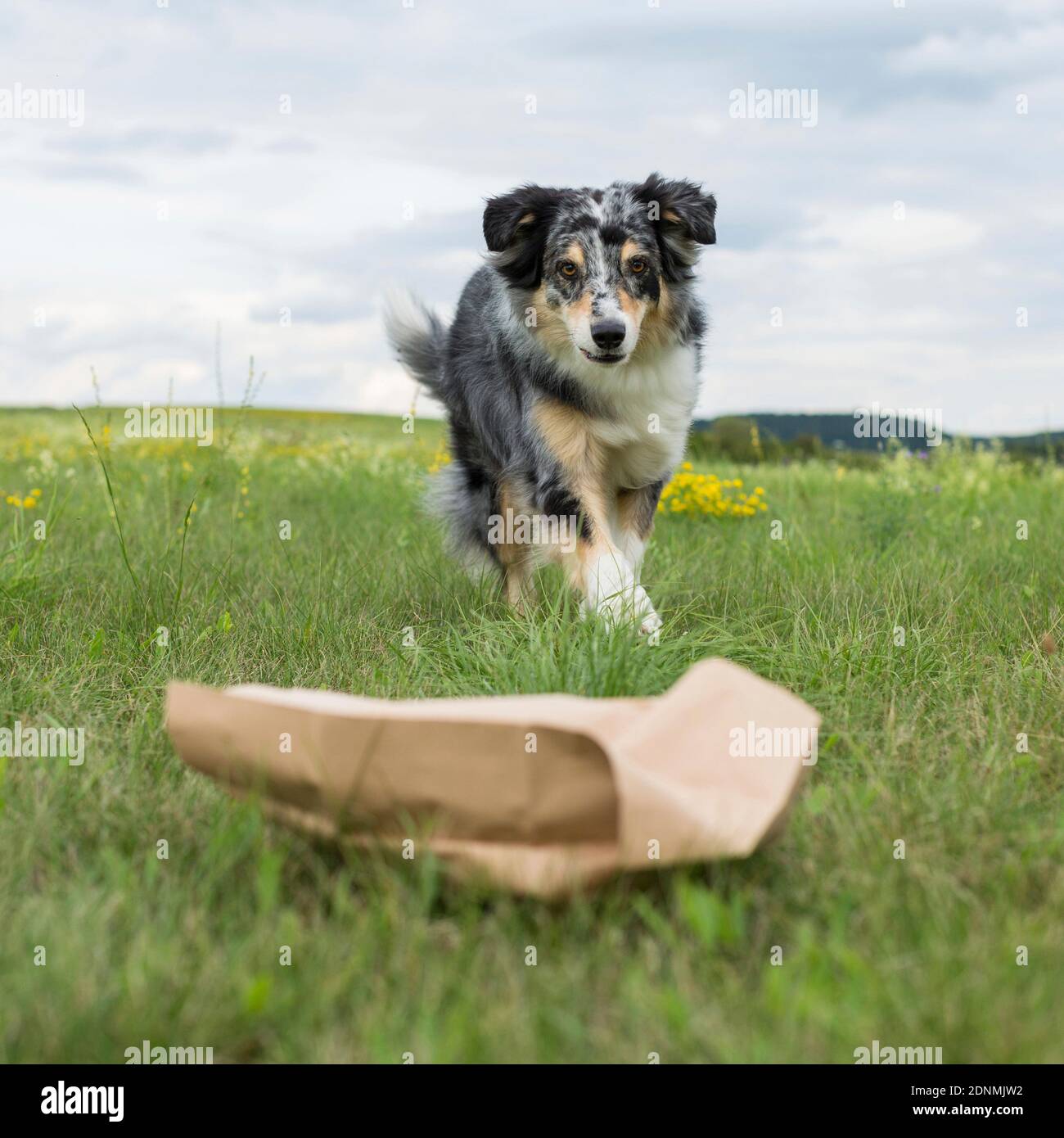 Australian Shepherd. Ein erwachsener Hund läuft auf eine Papiertüte zu, die Müll enthalten kann. Deutschland Stockfoto