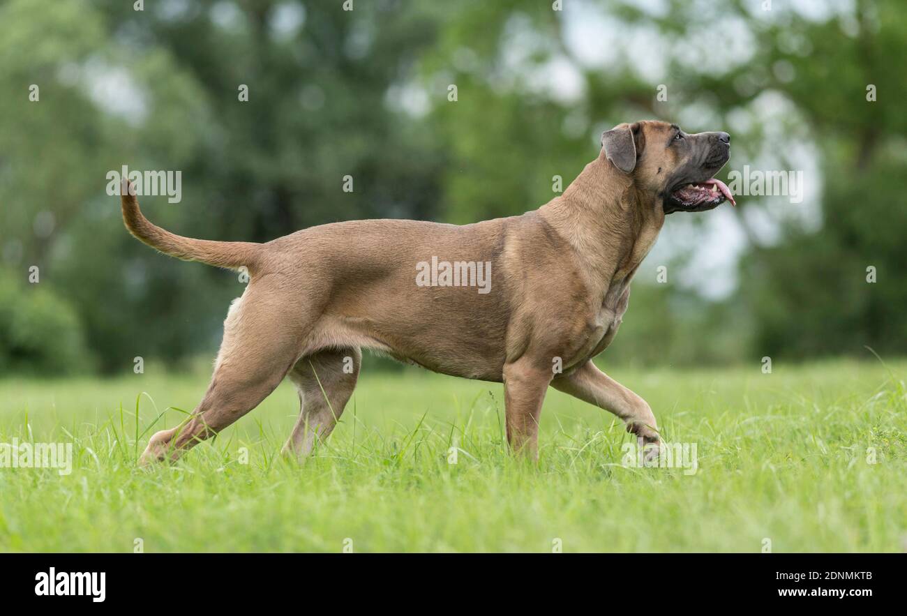 Cane Corso. Erwachsener Hund auf Gras zu Fuß. Deutschland Stockfoto