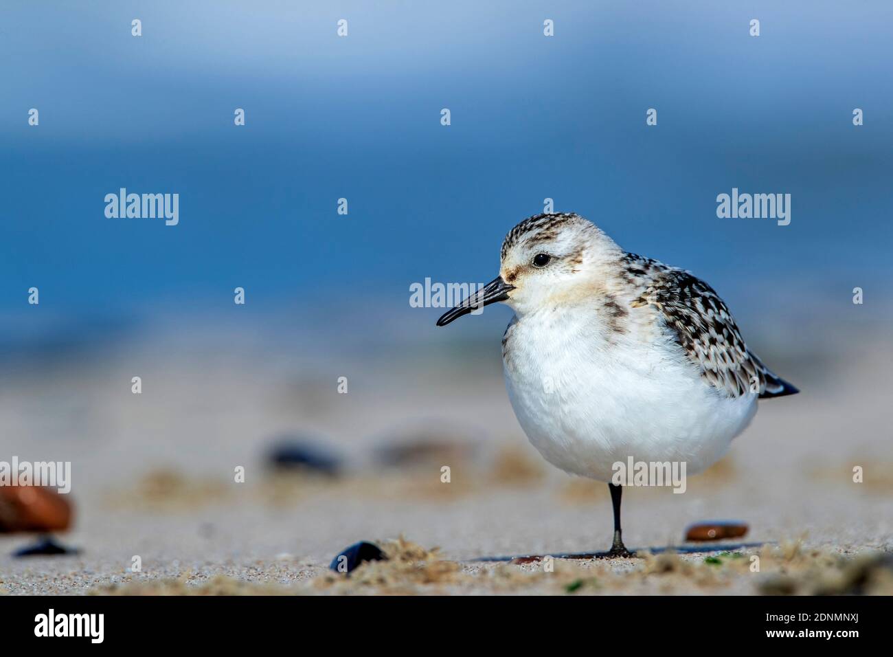 Sanderling (Calidris alba). Jugendliche ruhen an einem Strand. Es steht nur auf einem Bein. Dänemark Stockfoto
