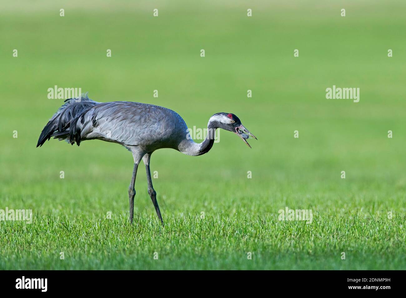 Gemeiner Kranich (Grus grus). Ausgewachsener Vogel, der eine gemeine Wühlmaus (Microtus arvalis) isst. Deutschland Stockfoto