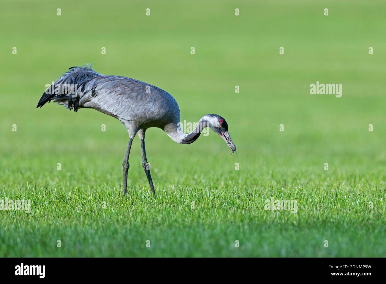Gemeiner Kranich (Grus grus). Ausgewachsener Vogel, der eine gemeine Wühlmaus (Microtus arvalis) isst. Deutschland Stockfoto