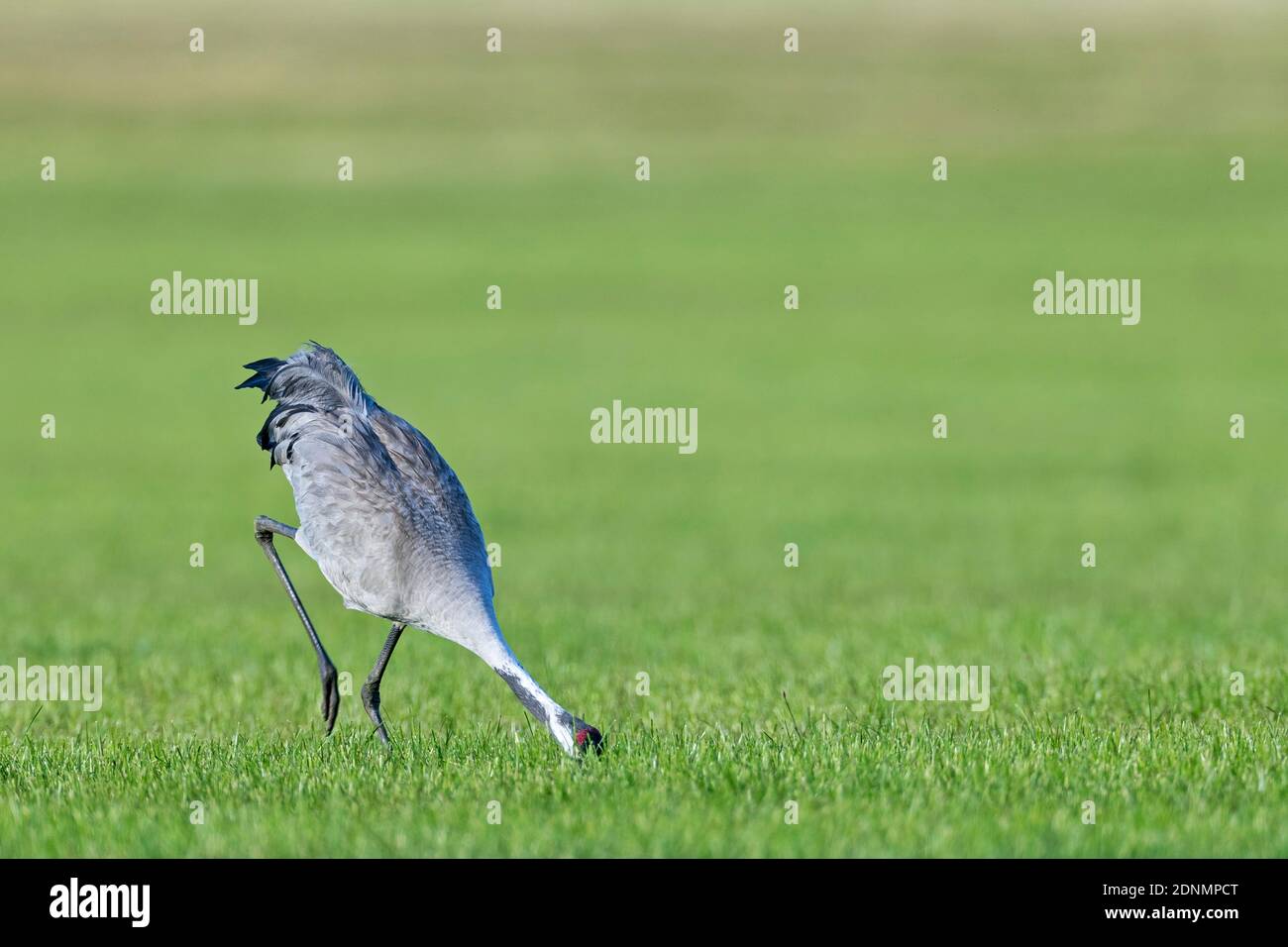 Gemeiner Kranich (Grus grus). Erwachsene Vogeljagd Gemeine Wühlmaus (Microtus arvalis). Deutschland Stockfoto