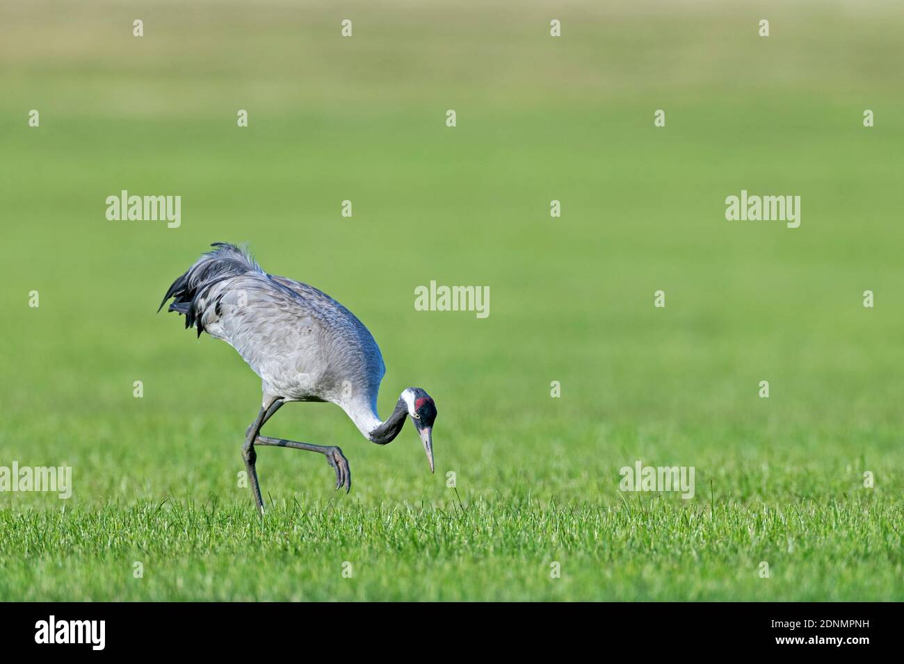 Gemeiner Kranich (Grus grus). Erwachsene Vogeljagd Gemeine Wühlmaus (Microtus arvalis). Deutschland Stockfoto