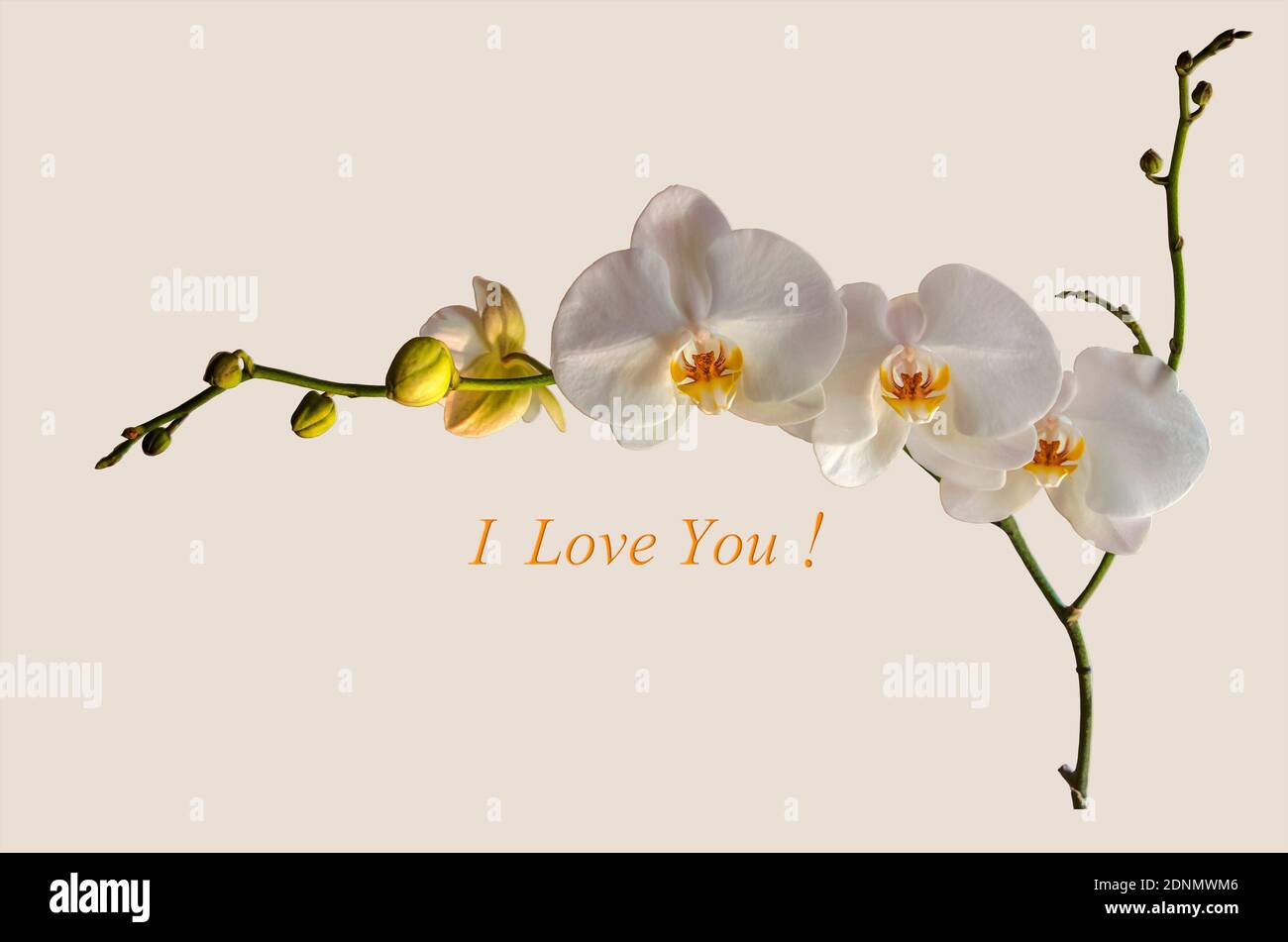 Weißer Hintergrund mit einem Zweig blühender weißer Phalaenopsis Orchidee und ungeöffneten Knospen und der Inschrift ' I love you!' Stockfoto