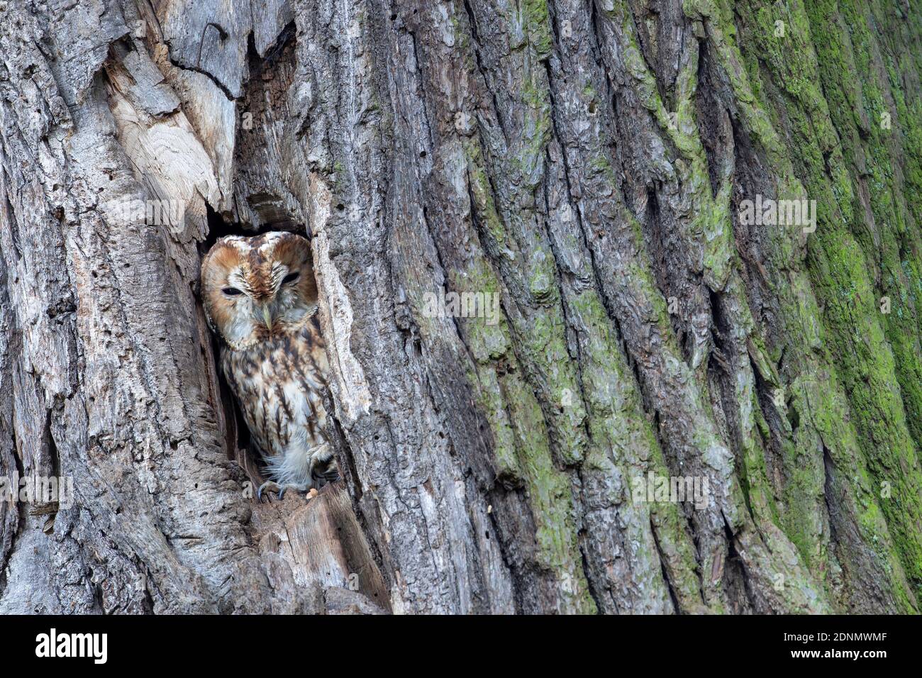 Waldkauz (Strix aluco), die aus einem Loch in einem Baum herausgutet. Deutschland Stockfoto