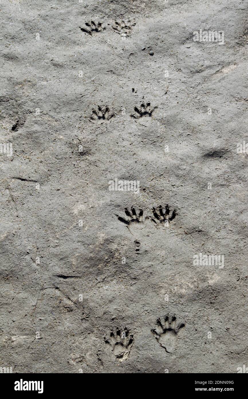 Waschbär (Procyon Lotor), Spuren im sandigen Boden. Deutschland Stockfoto Waschbär (Procyon Lotor), Spuren im sandigen Boden. Deutschland Stockfoto