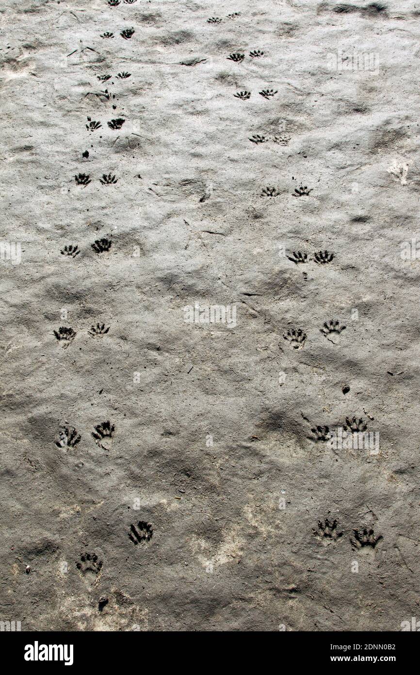 Waschbär (Procyon Lotor), Spuren im sandigen Boden. Deutschland Stockfoto Waschbär (Procyon Lotor), Spuren im sandigen Boden. Deutschland Stockfoto