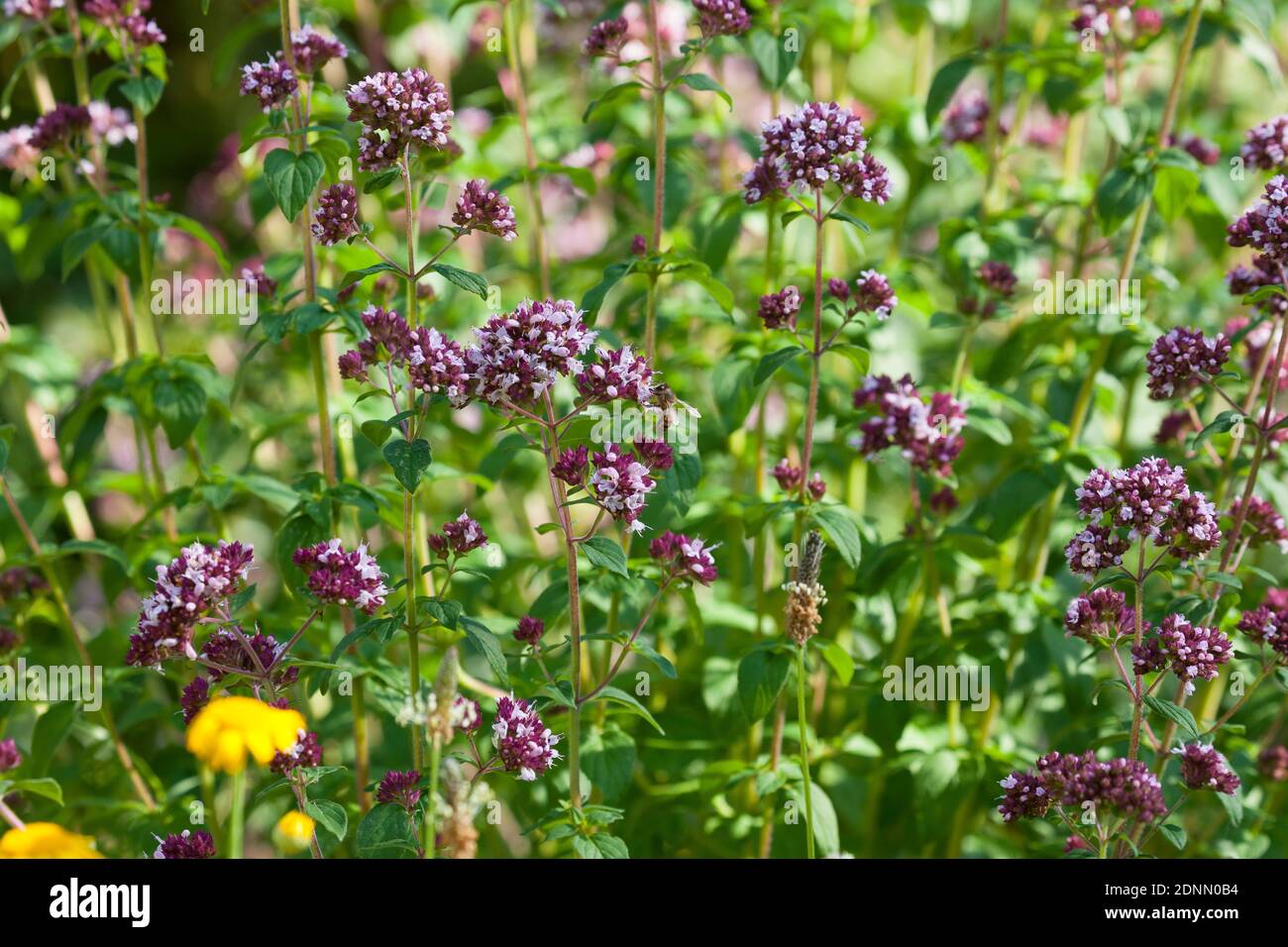 Wilder Dost, Echter Dost, Gemeiner Dost, Dost, Origanum vulgare, Oregano, Oreganum, Wilder Majoran, L'Origan ou Origan commun, marjolaine Sauvage, marj Stockfoto