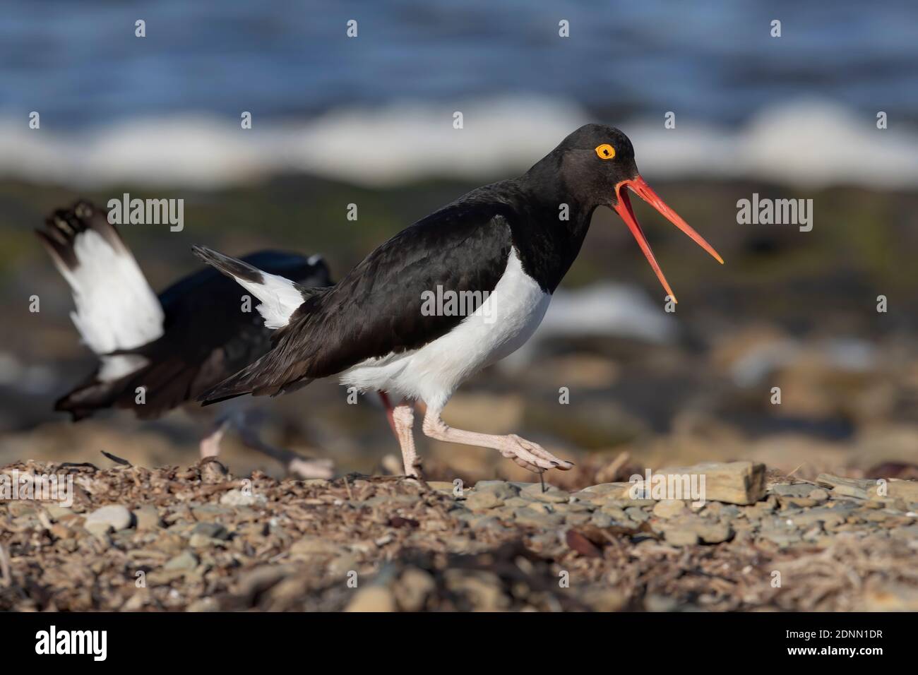 Magellanic Austernfischer, Bleichinsel, Falkland, Stockfoto
