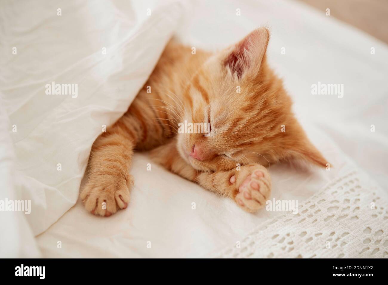 Hauskatze. Kätzchen schlafen in einem Bett. Deutschland . Stockfoto