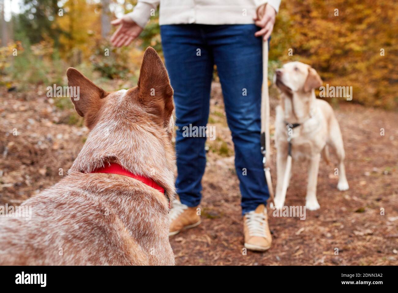Hundebesitzer blockiert einen anderen Hund, dient als Barriere zwischen seinem eigenen und dem fremden Hund. Deutschland Stockfoto