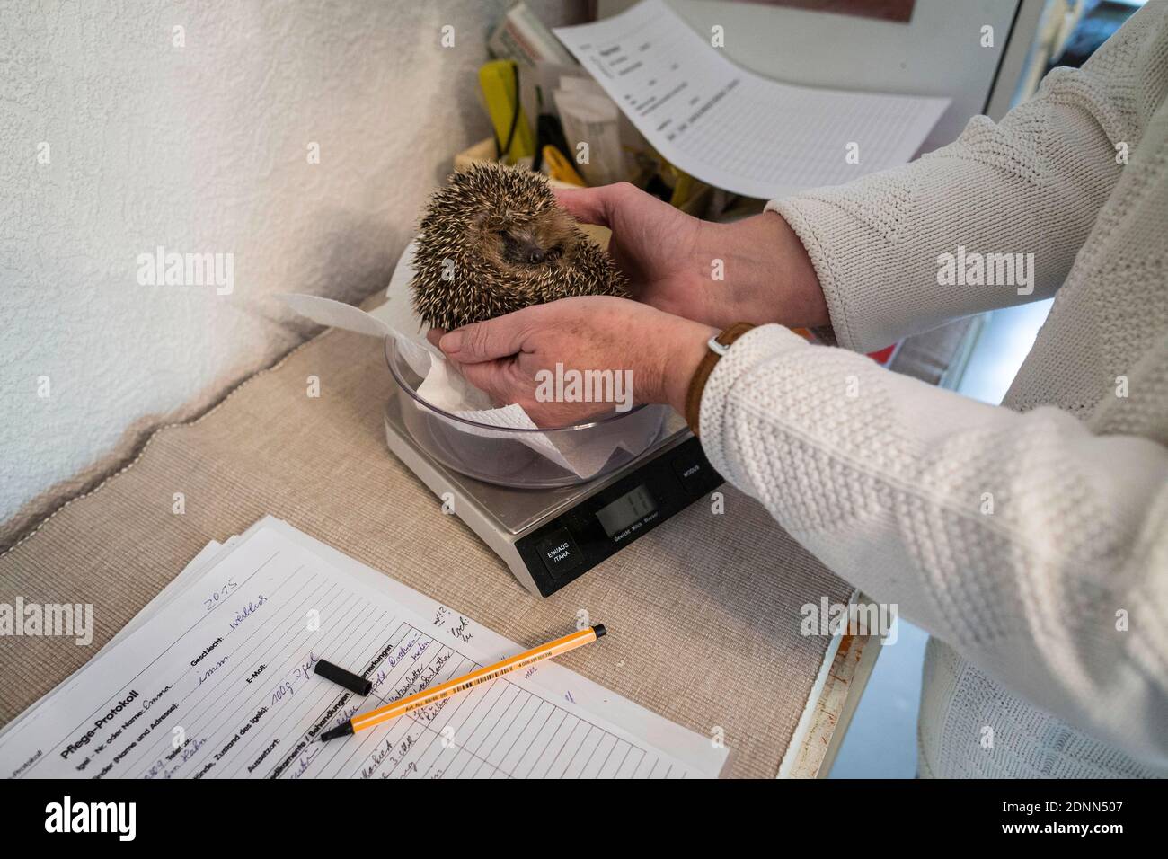 Gewöhnlicher Igel (Erinaceus europaeus). Verwaiste Baby ist Gewicht Rettungsstation. Deutschland Stockfoto