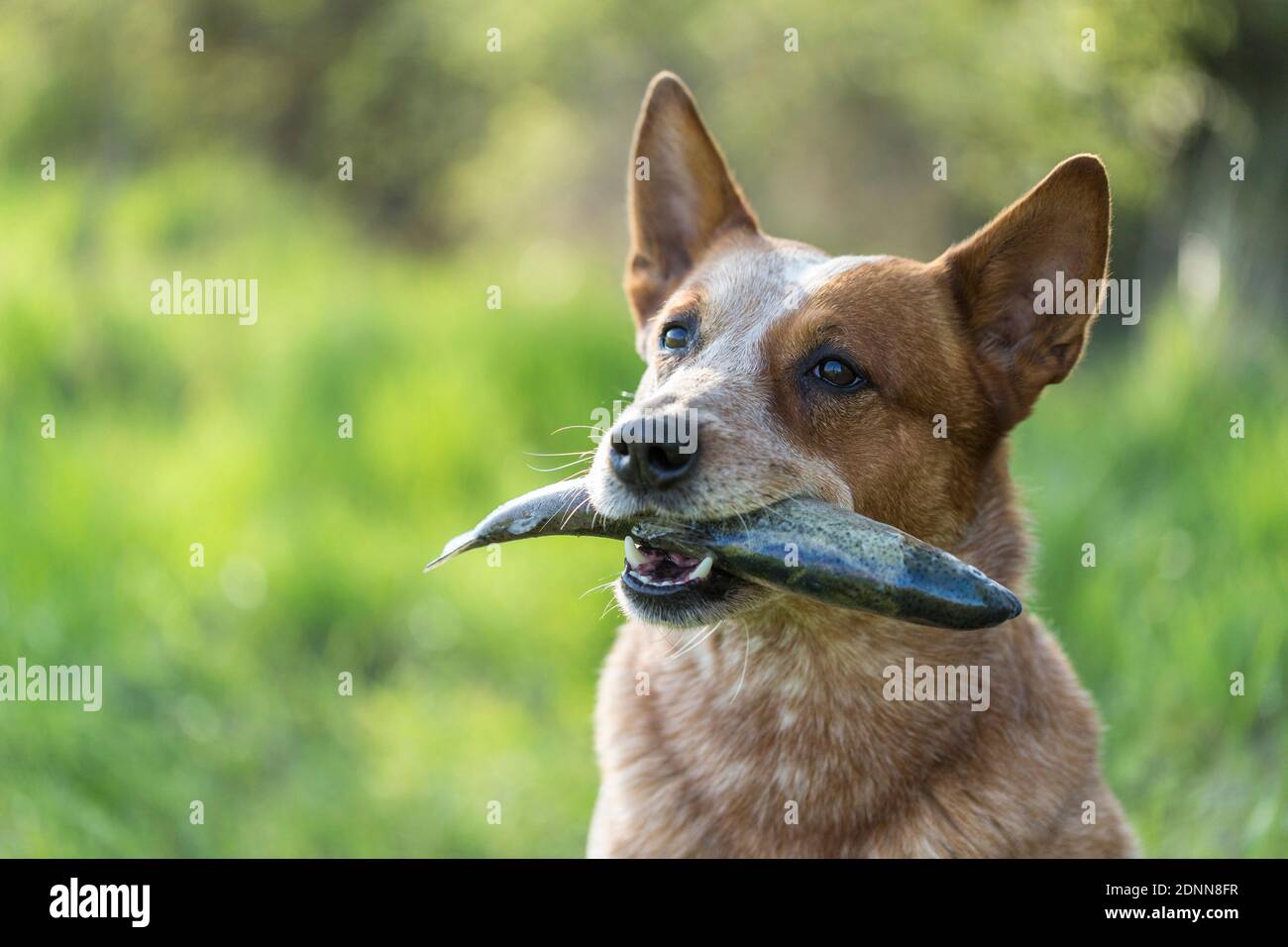 Australian Cattle Dog hält Fisch im Mund, BARF. Deutschland Stockfoto
