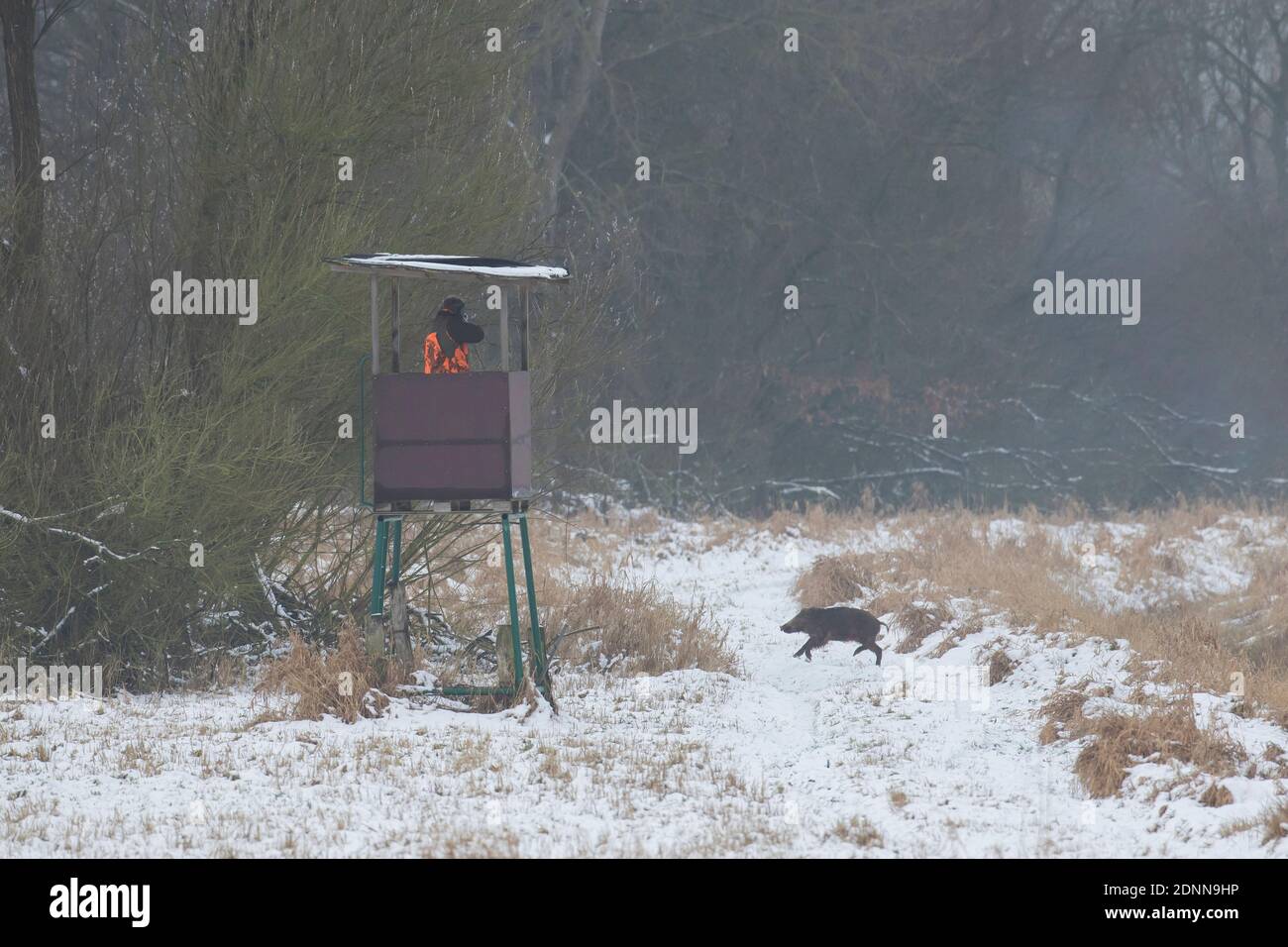 Wildschwein (Sus scrofa). Jugendflüchtlinge mit Jagdblinden im Vordergrund, Deutschland Stockfoto