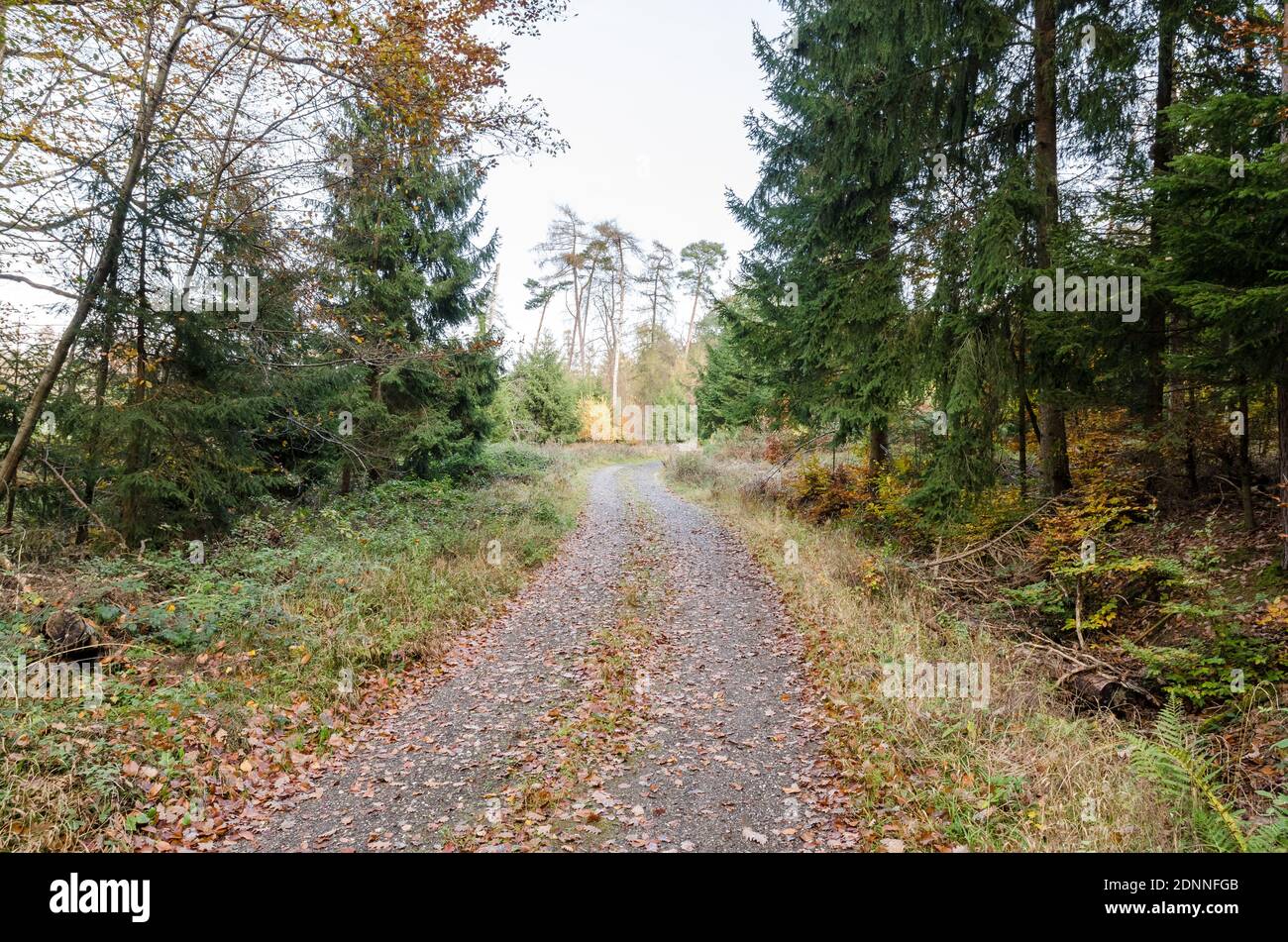 Schlammiger Wanderweg oder Pfad in einem Wald im Grünen während der Herbstsaison in Rheinland-Pfalz, Deutschland, Westeuropa Stockfoto
