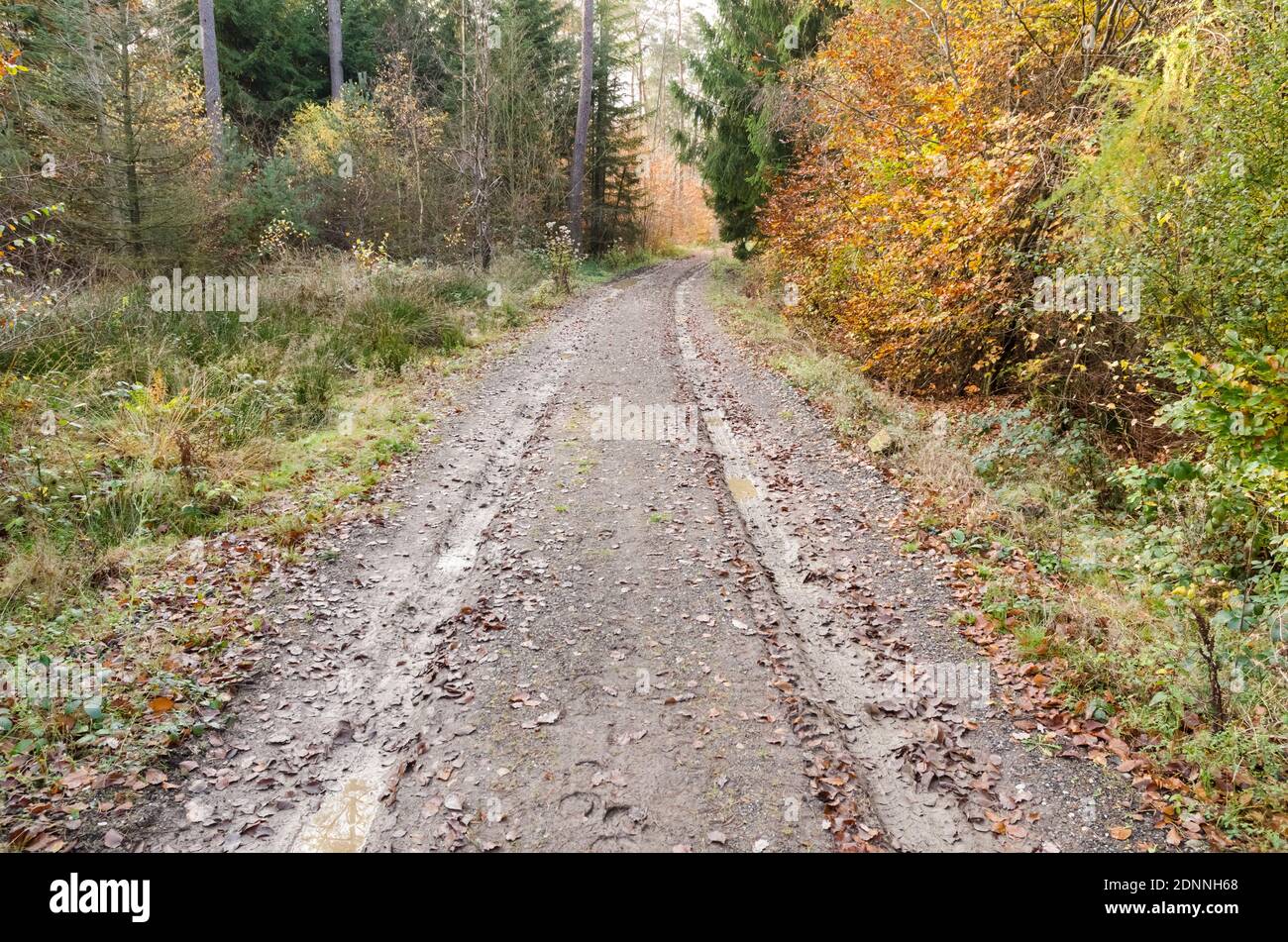 Schlammiger Wanderweg oder Pfad in einem Wald im Grünen während der Herbstsaison in Rheinland-Pfalz, Deutschland, Westeuropa Stockfoto
