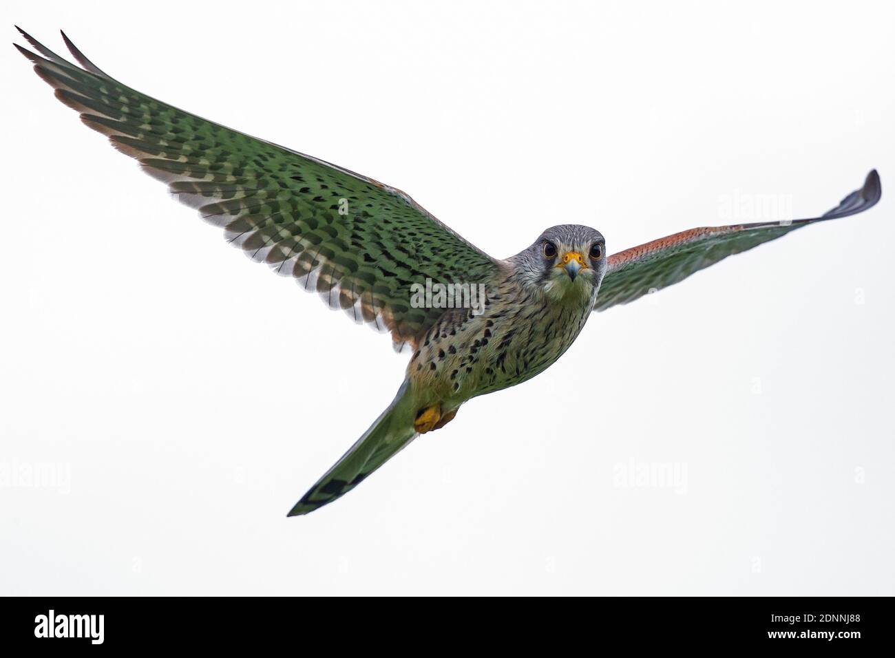 Kestrel (Falco tinnunculus) Männchen, der Nahaufnahme, Hessen, Deutschland Stockfoto