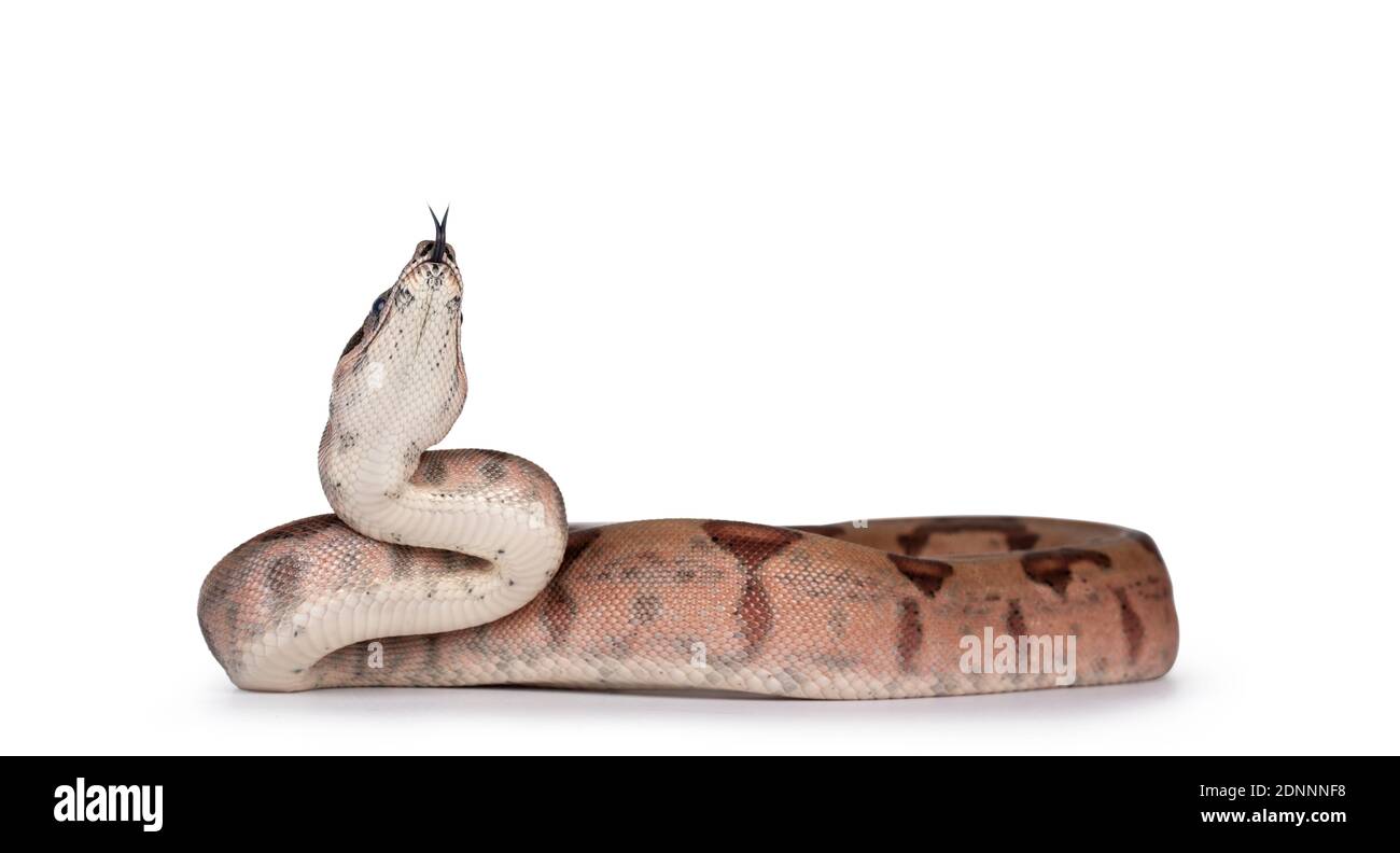 Baby Hypo Boa Constrictor Imperator Schlange. Isoliert auf weißem Hintergrund. Kopf nach oben, zeigt geistige Nut. Stockfoto